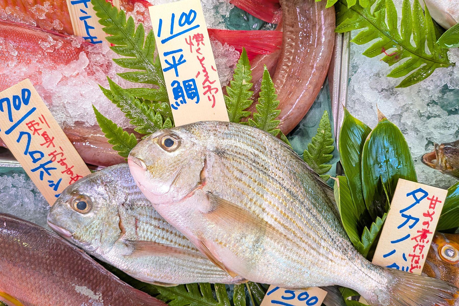 大宮冬洋の干物日記