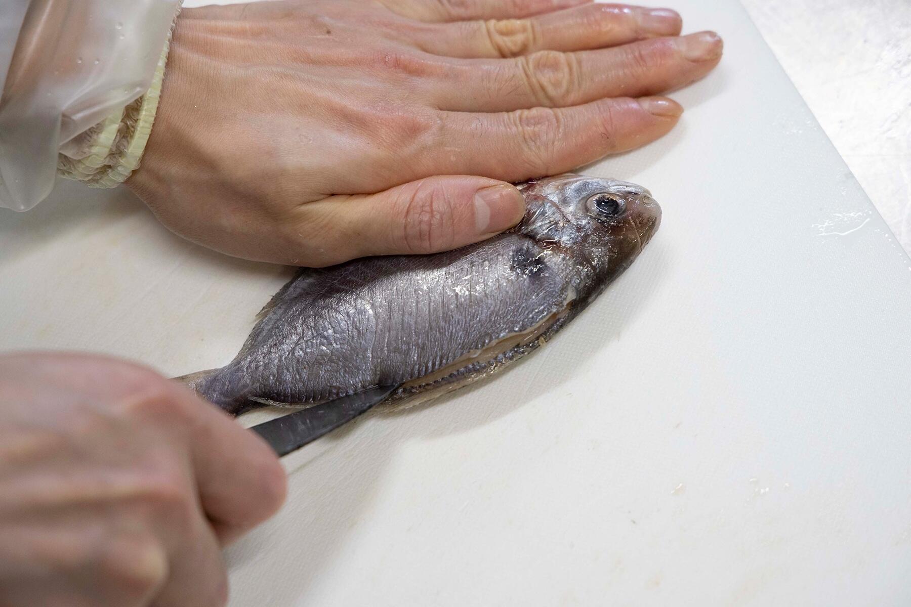 首から尾まで切り目を入れる