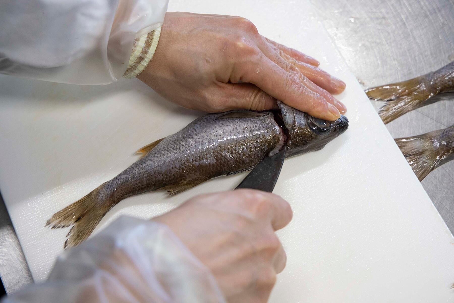 首から尾まで切り目を入れる