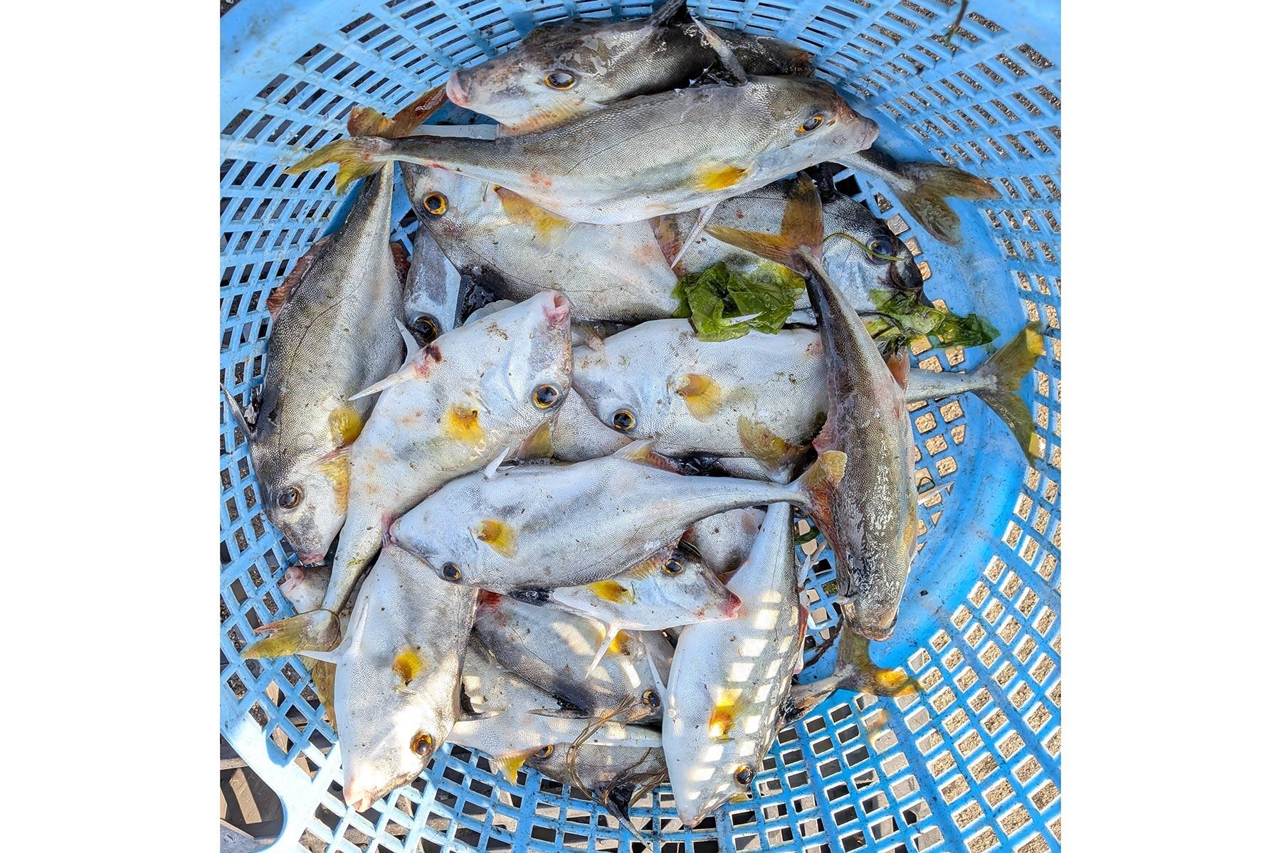 【大宮冬洋の干物日記】蒲郡の魚と蒲郡のクラフトビール、門前仲町の燻製バルで味わえます