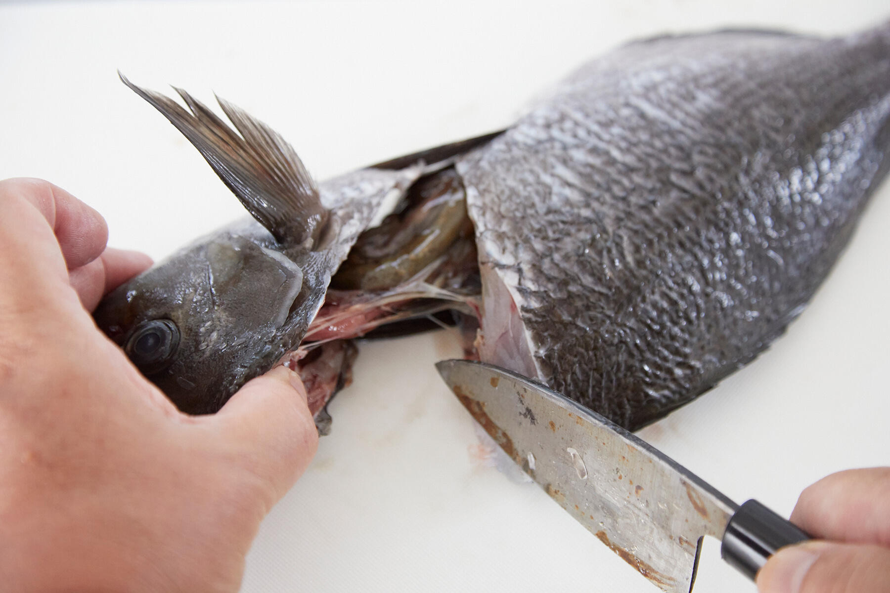 【大宮冬洋の干物日記】魚の内臓を傷つけず、きれいに処理する方法があった！
