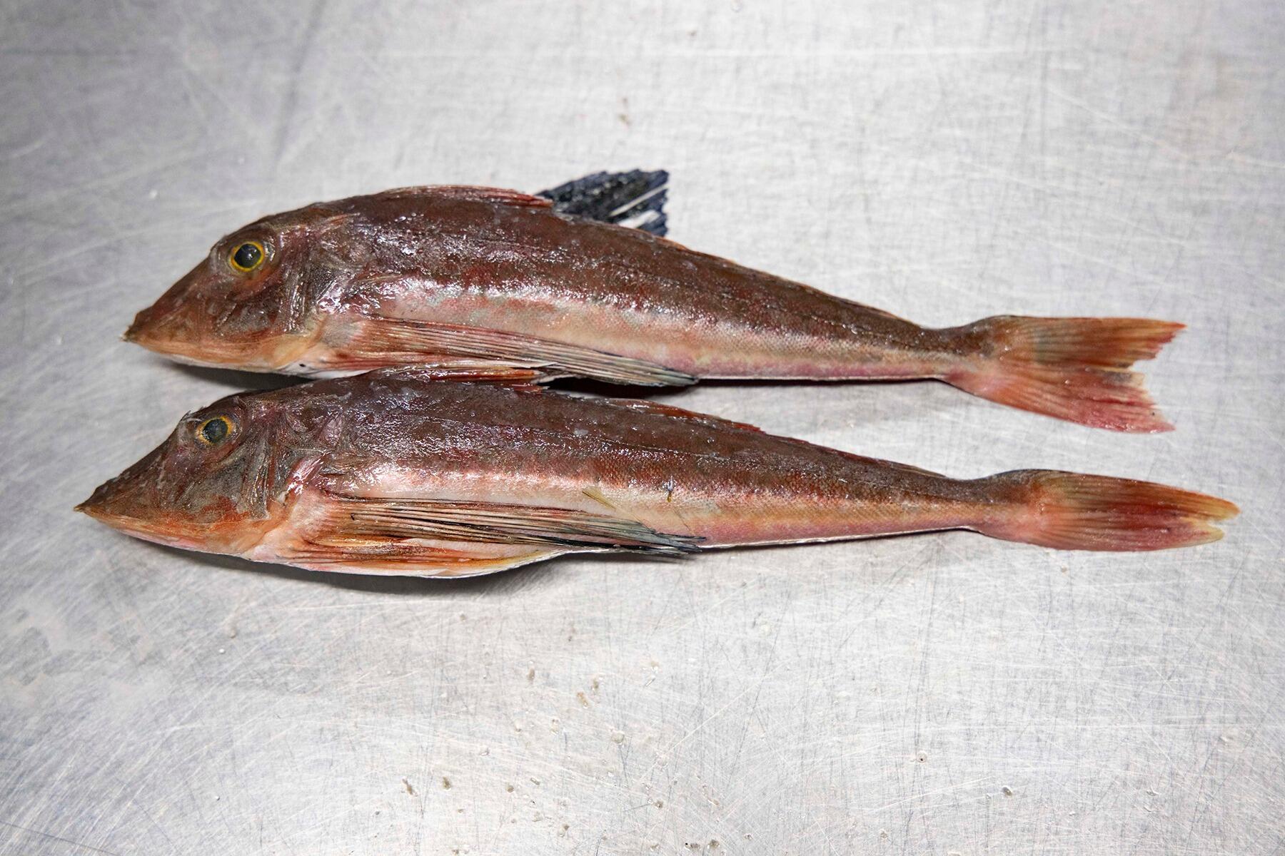 魚
