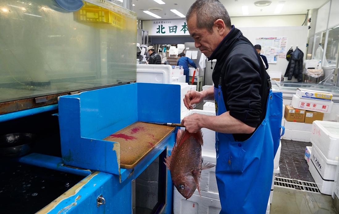 豊洲市場の「牧和」にて。「㐂寿司」のために選った鯛が準備されている。