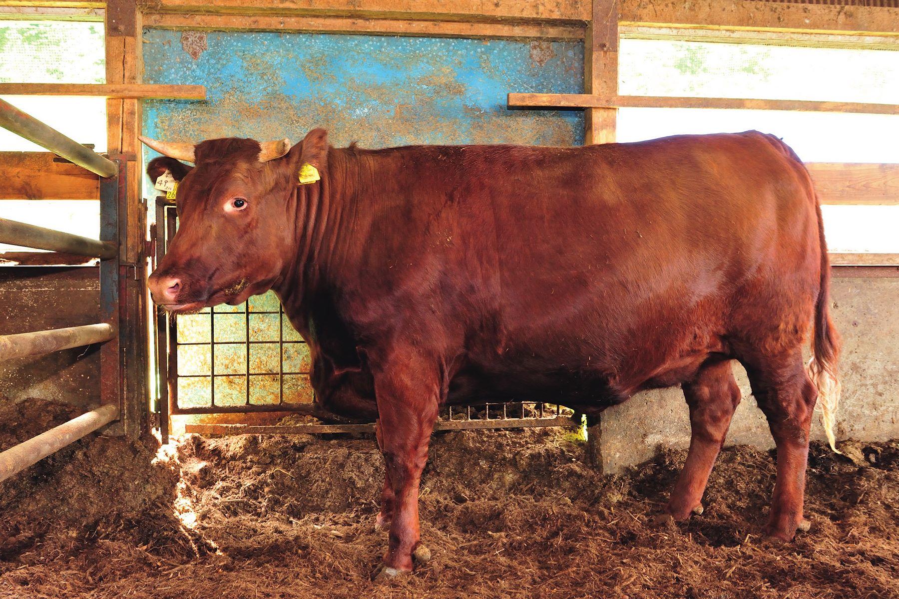 さちは産まれて27ヶ月で肉となった 牛を食べるということ 牛を食べるということ 公式 Dancyu ダンチュウ
