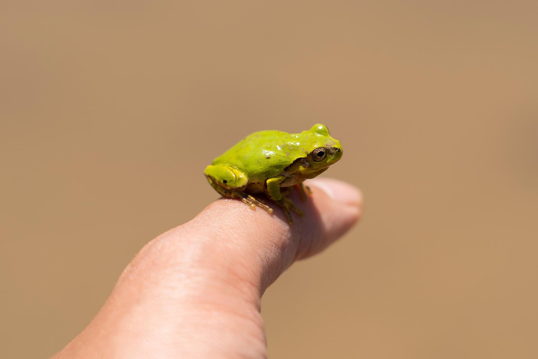 病害虫に蝕まれたら、田んぼで気ままに（かどうかはわからないけれど）暮らす蛙だって、困るはずだ。