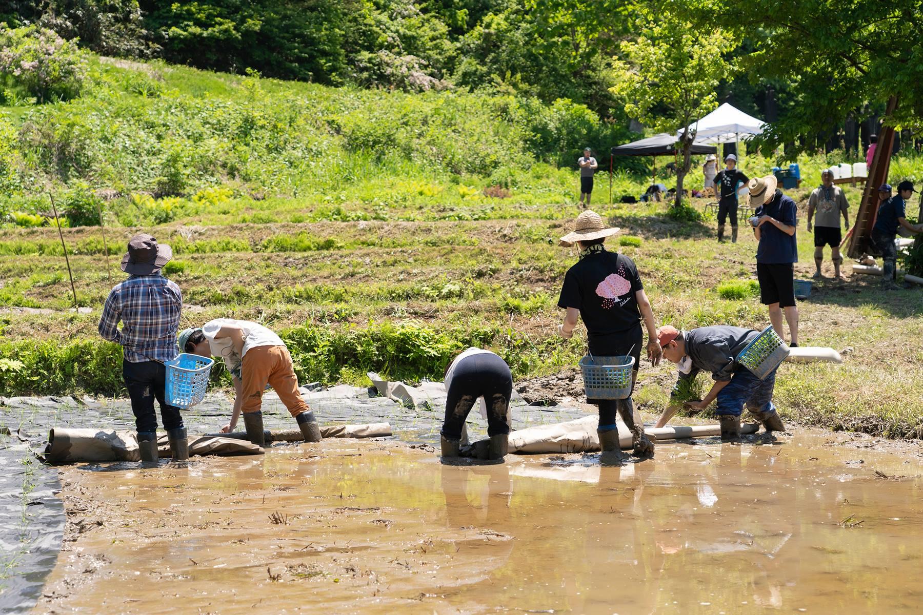 あと少し、あと少しと思いながら田植えをしていると、時間の感覚がなくなって、2時間があっという間。