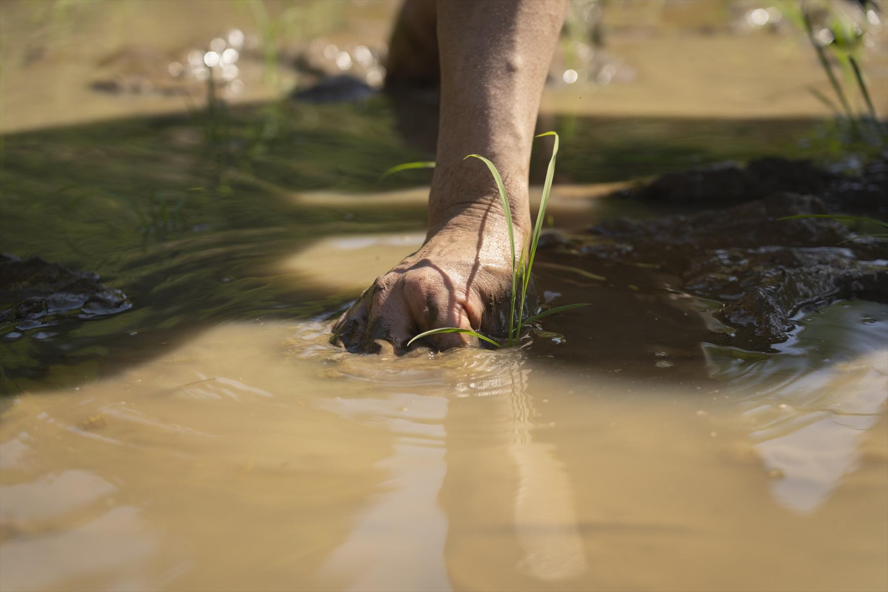 手で苗を植えることが、これほどまでに力をくれるとは。けれど、この仕事を本気でやったら、たいへんだとつくづく思ったのでした。