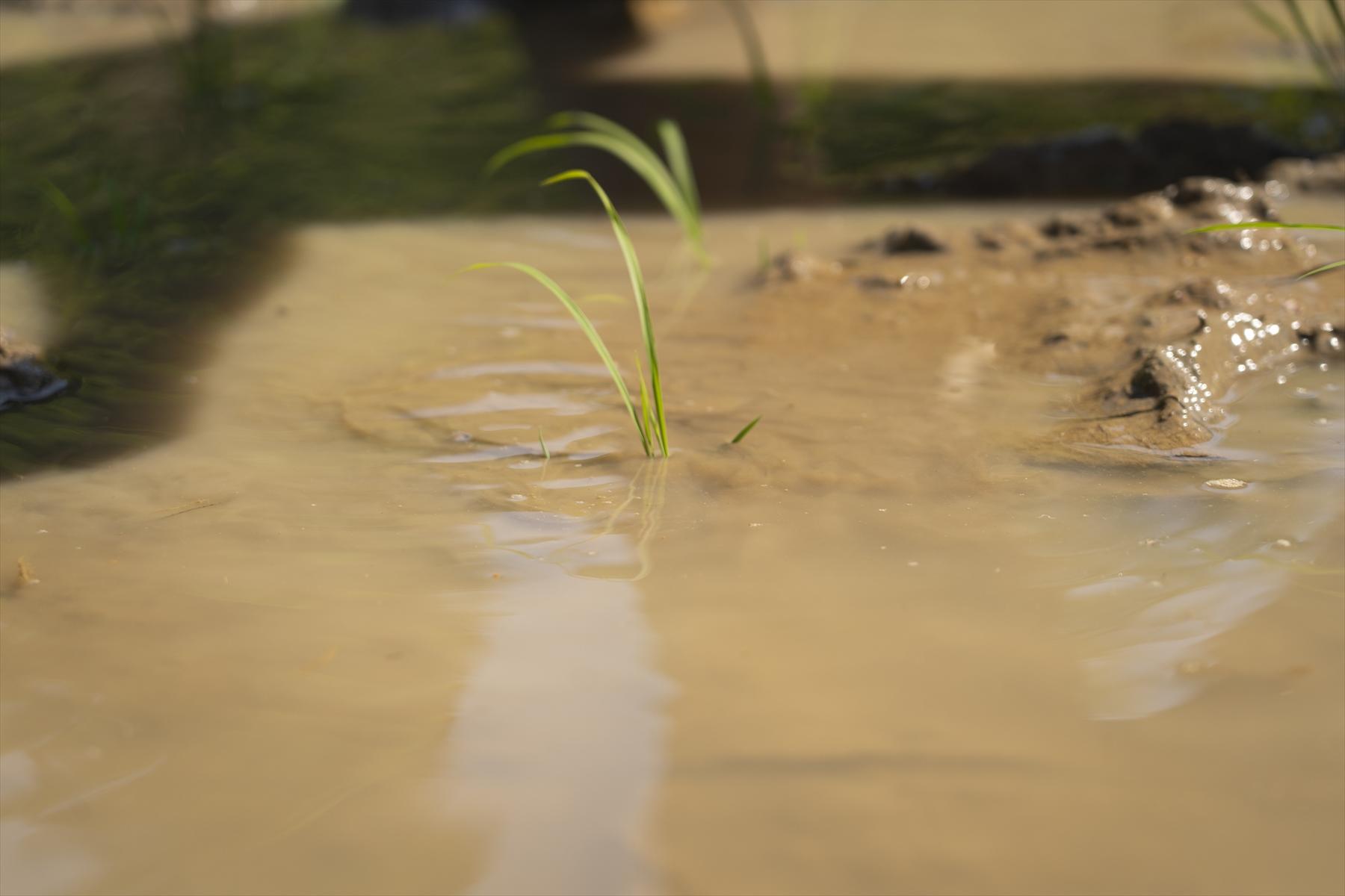 5月25日に植えた苗は7月になると、いったいどうなっているのかな。それは、次回のお楽しみ！