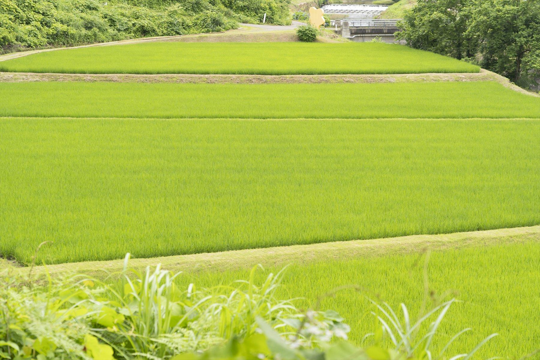 雑草に負けてたまるか｜米をつくるということ⑨ | 米をつくる