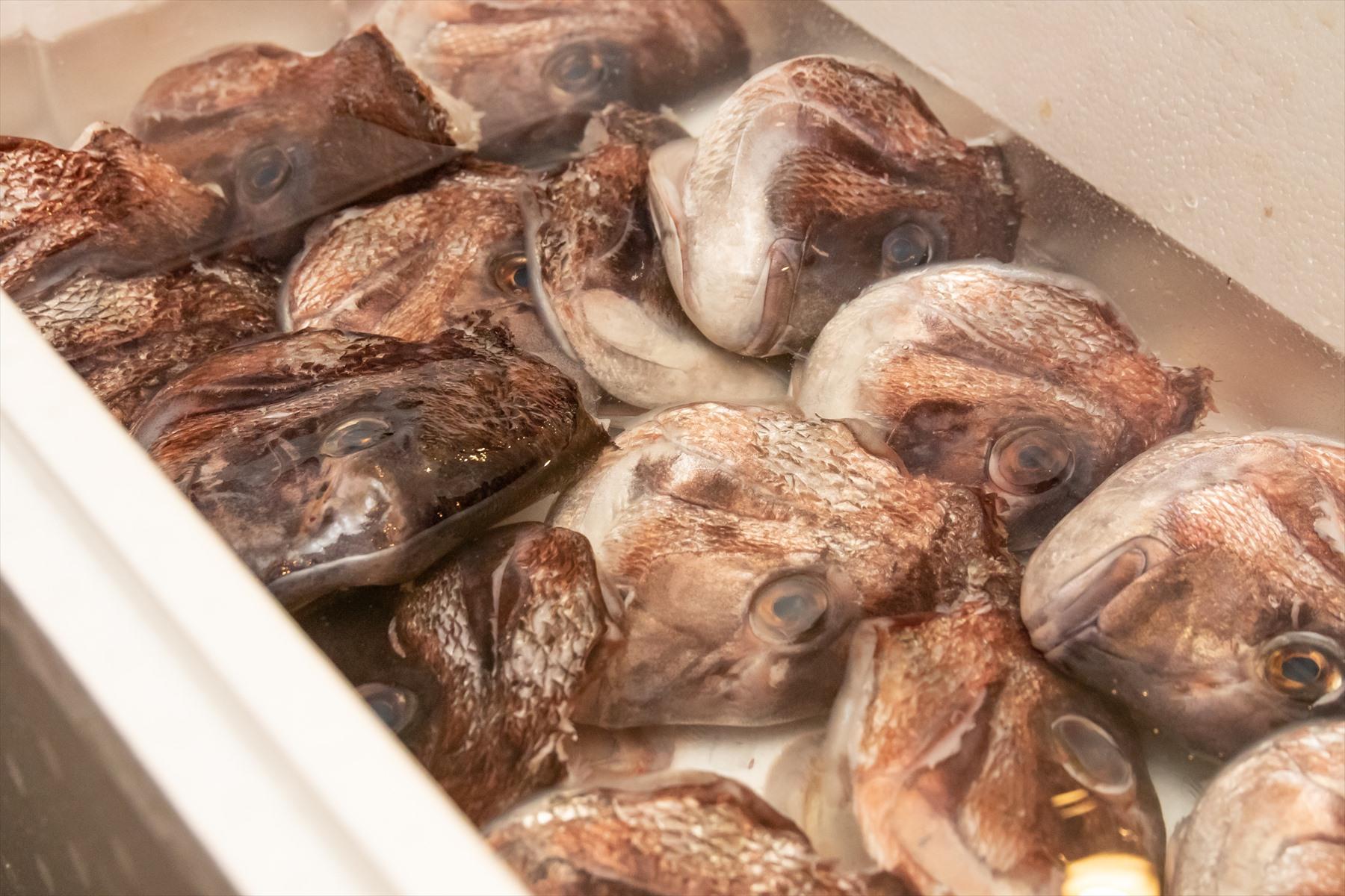 下処理が終わったら、●分ほど水に浸け、仕上げの血抜きをして仕込みの第1工程は終了。