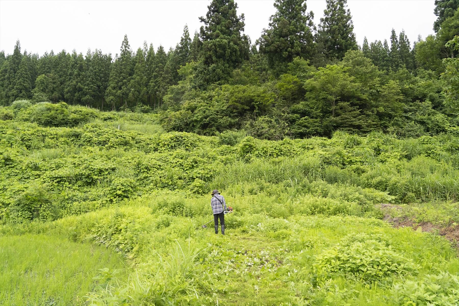 草が刈られた成果がわかるかな。モーゼの十戒とは言わないけれど、まあまあ道が開かれてます。
