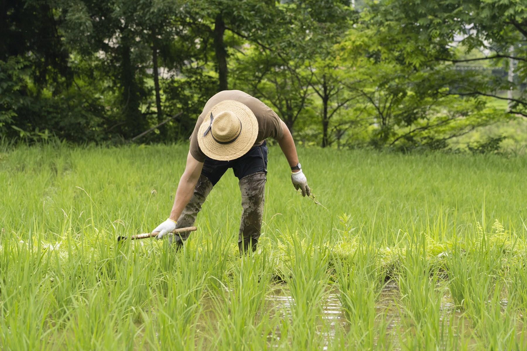 藤原さんがビーバーを使っている間も、休まずに草を刈る現地スタッフの竹中想さん。