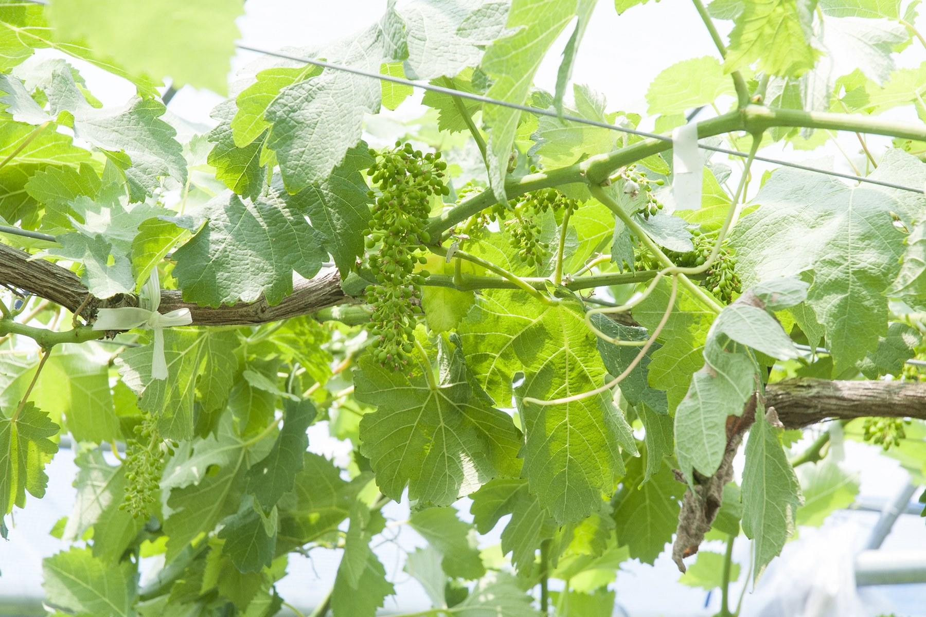 6月初旬のシラー