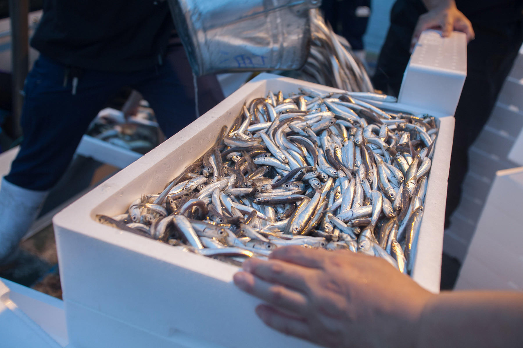 広島の小イワシ漁はスピード勝負 広島で小イワシを食べたい 公式 Dancyu ダンチュウ