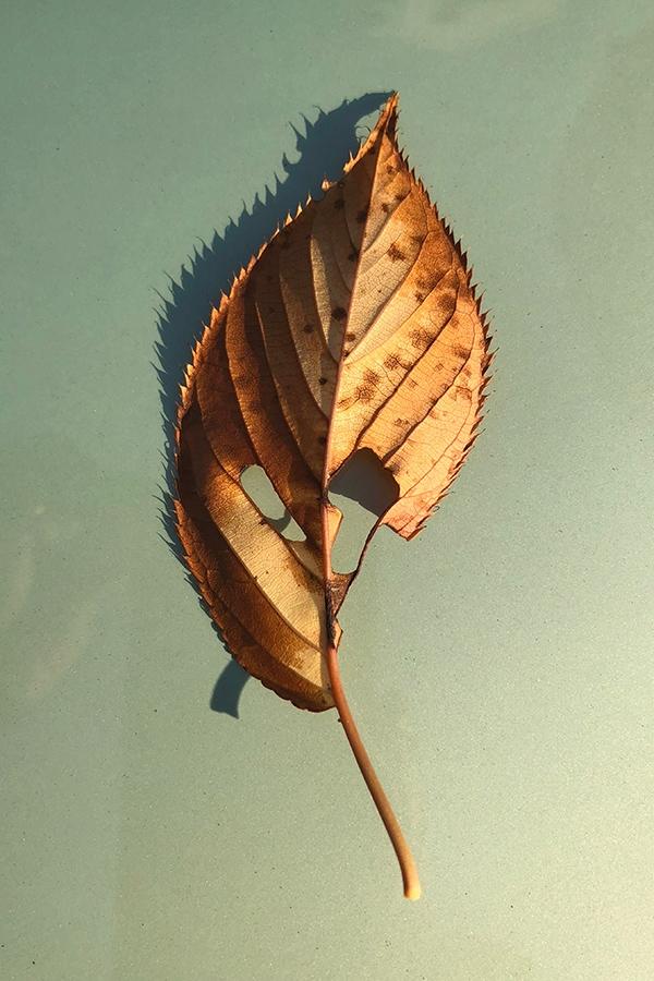 大森さんの写真