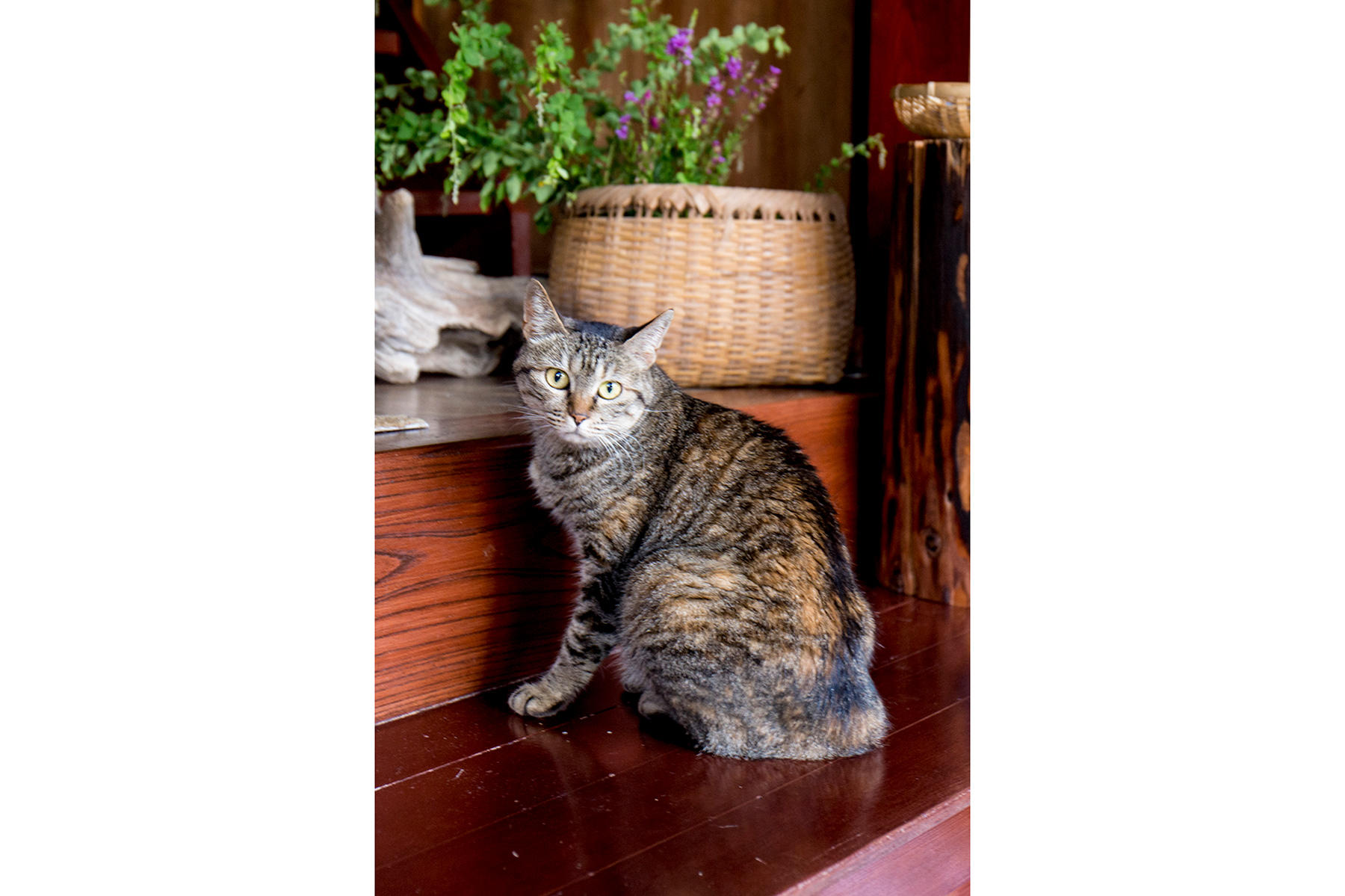ねこ