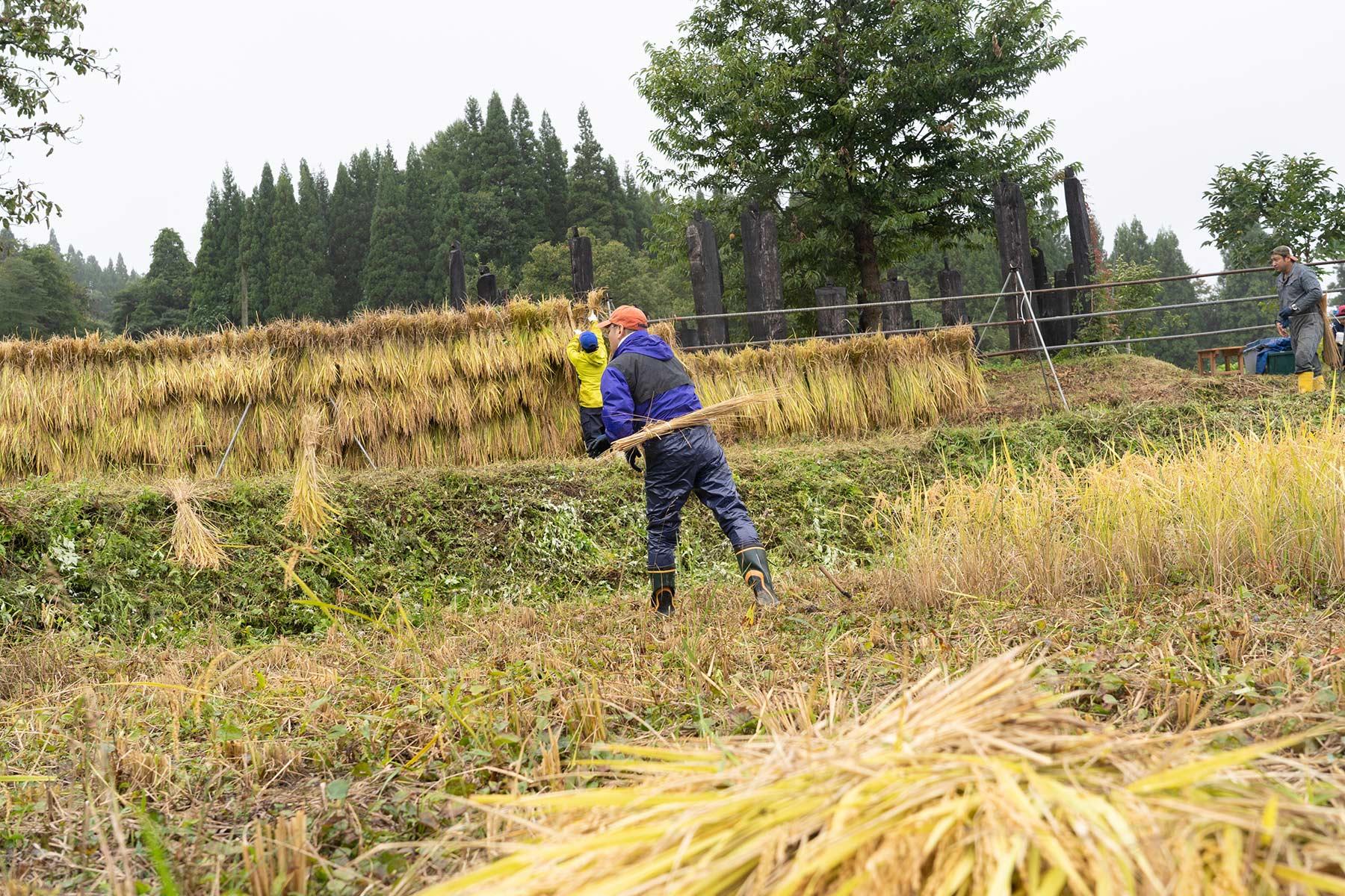 稲刈り