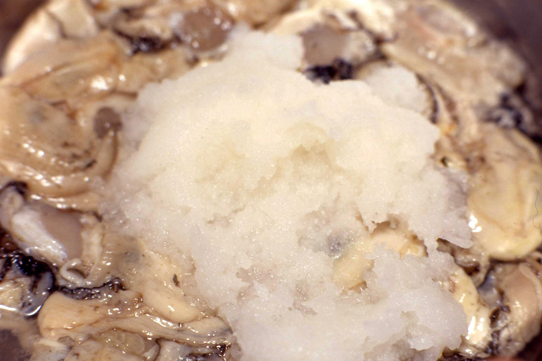 大根おろしでカキのクセをとる