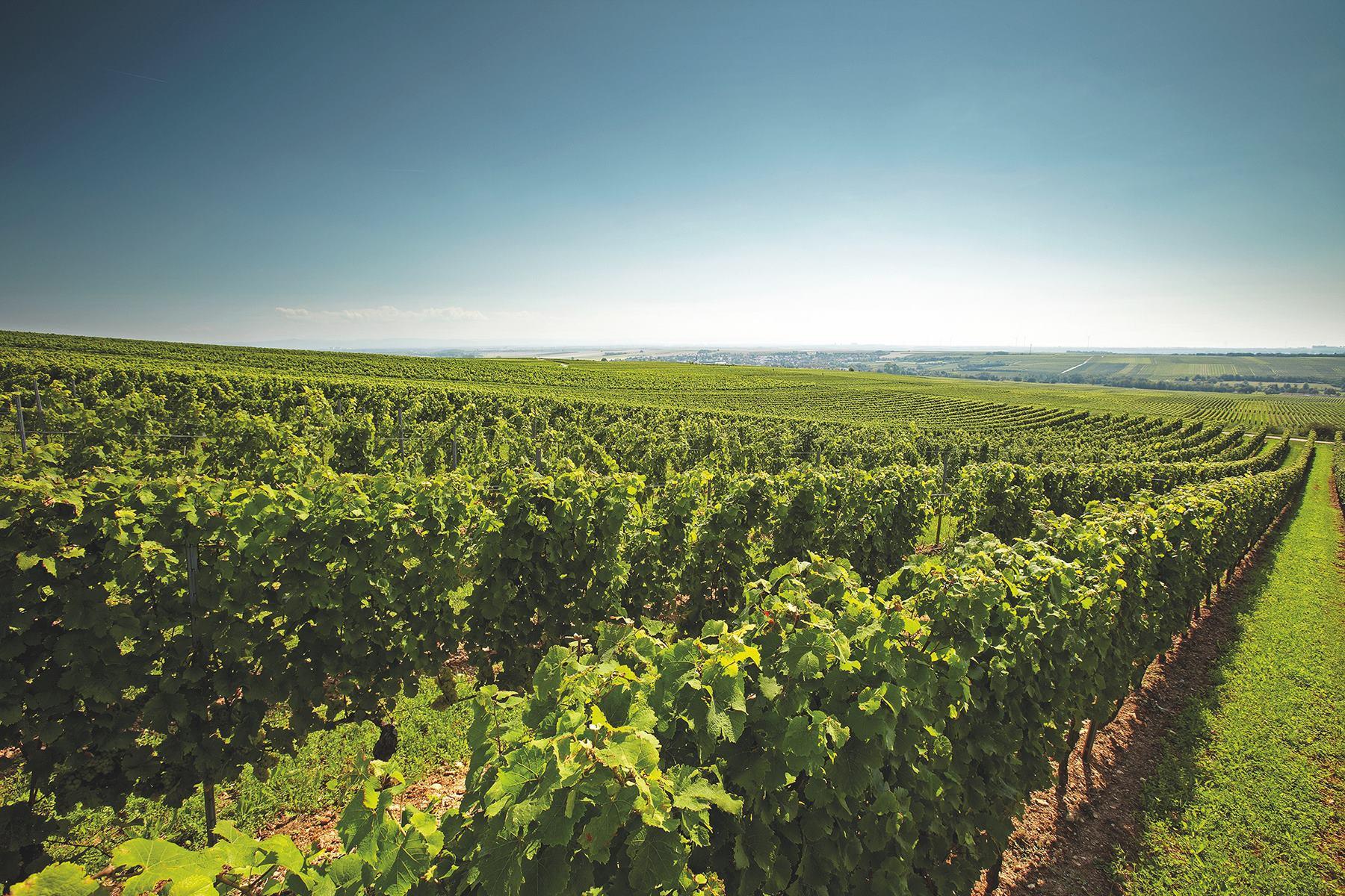 ヴィットマン畑