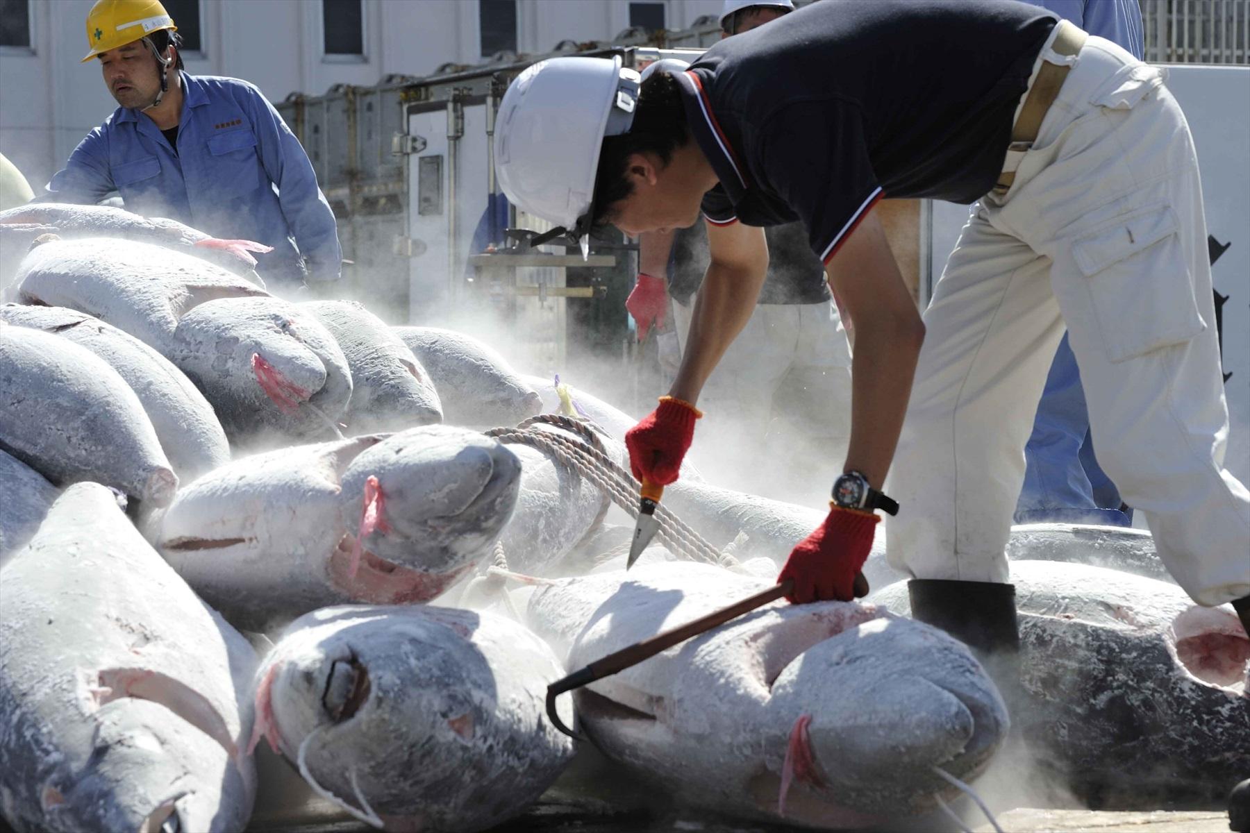 半年ぶりの帰還と水揚げ 冷凍マグロ最前線 マグロをめぐる冒険 公式 Dancyu ダンチュウ