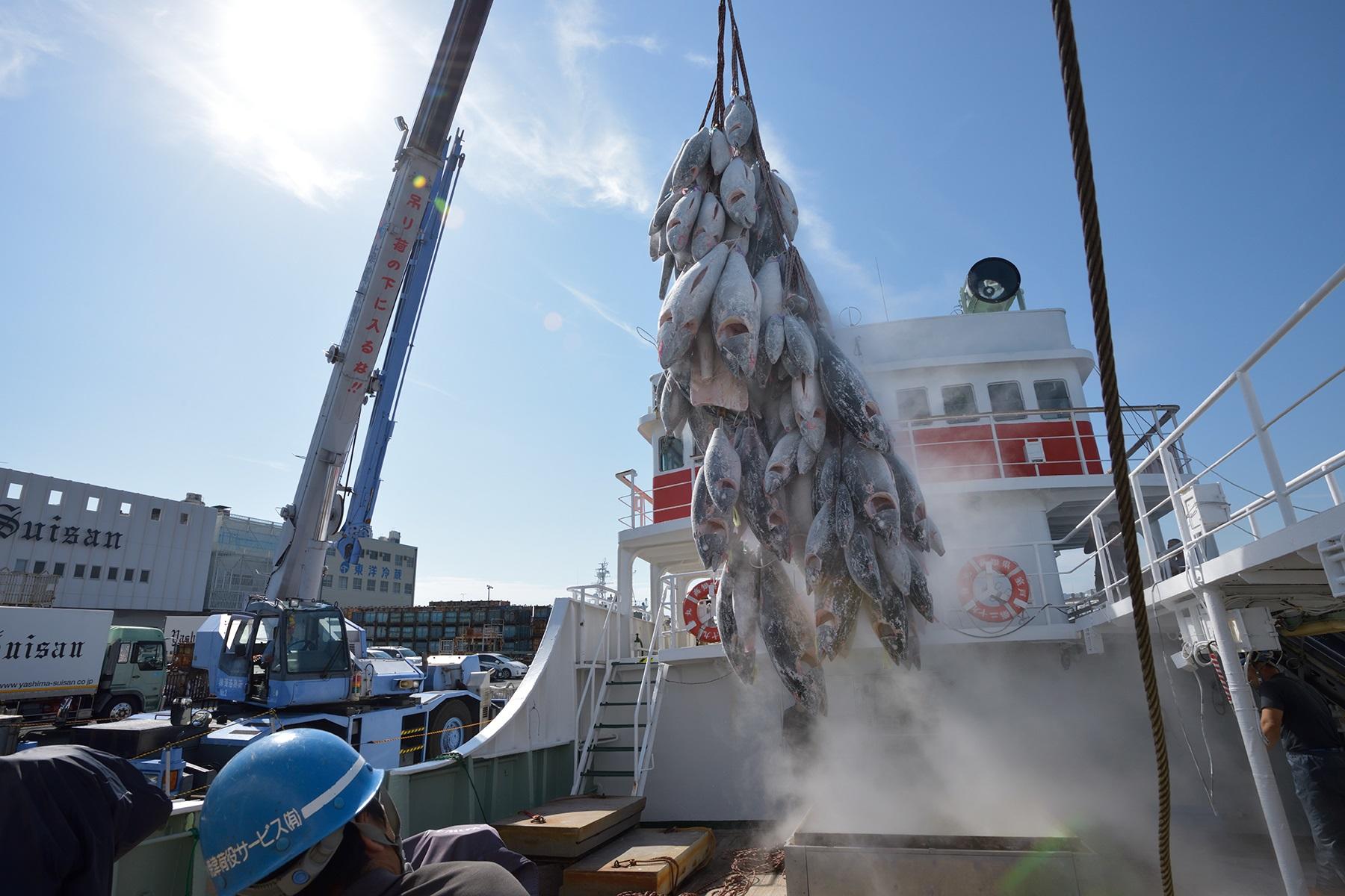 吊り上げられた冷凍マグロ