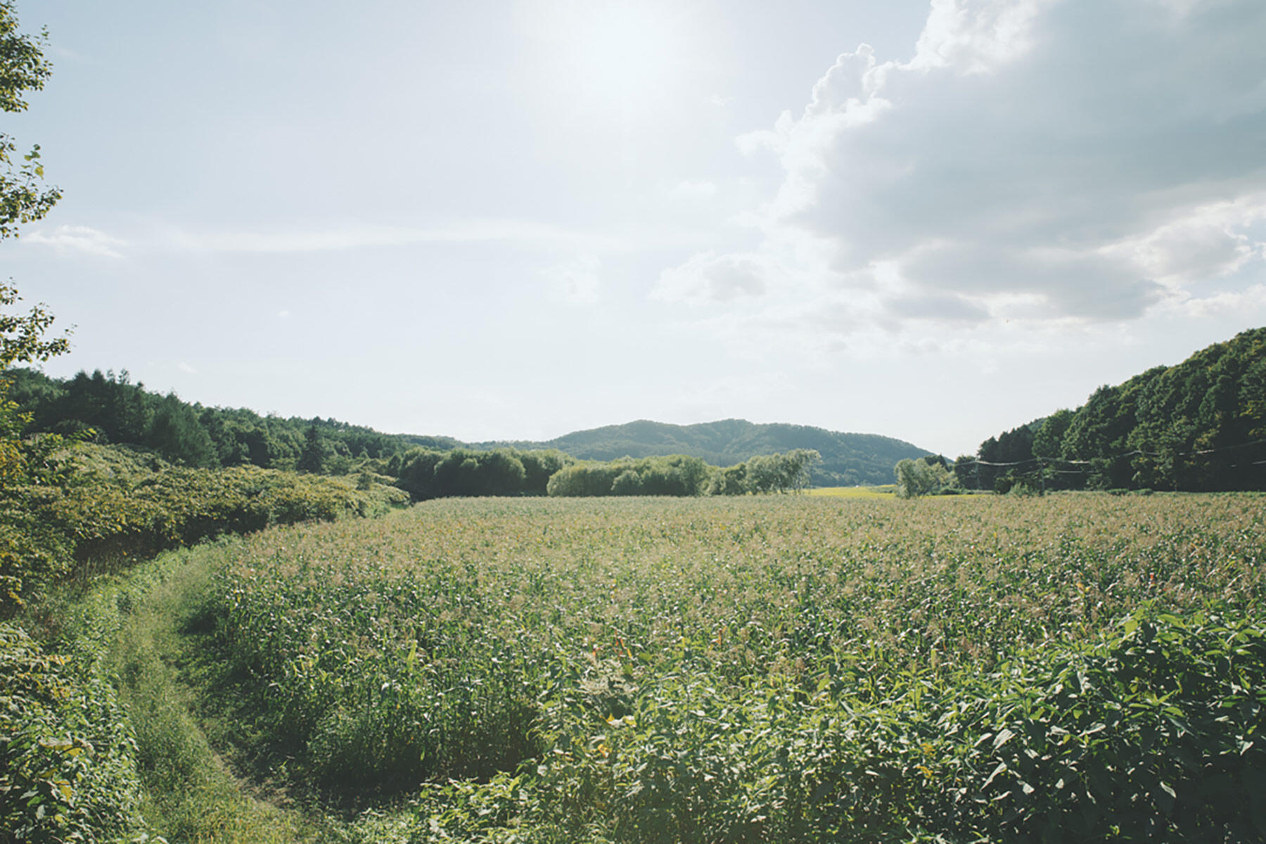 北海道・三笠町の及川さんの八列とうきび