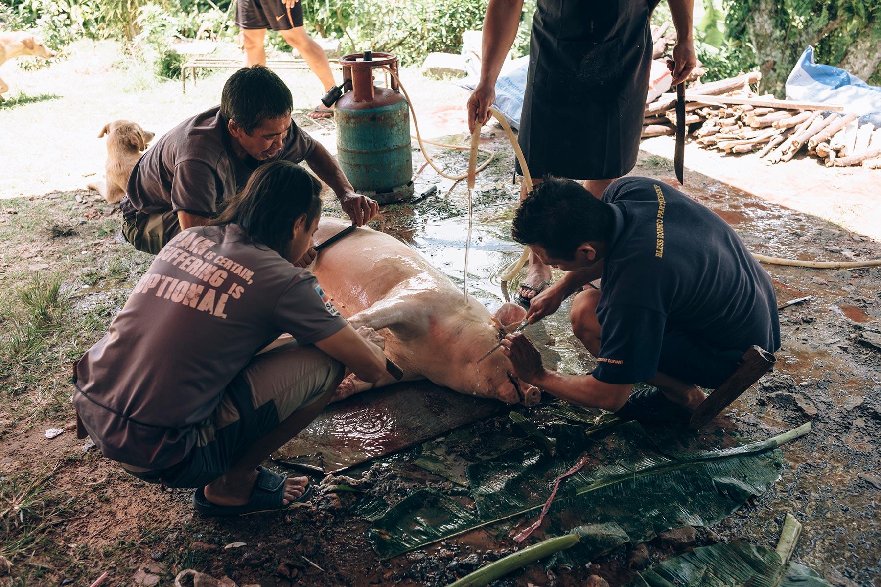 ボルネオ島・キナバル山の豚