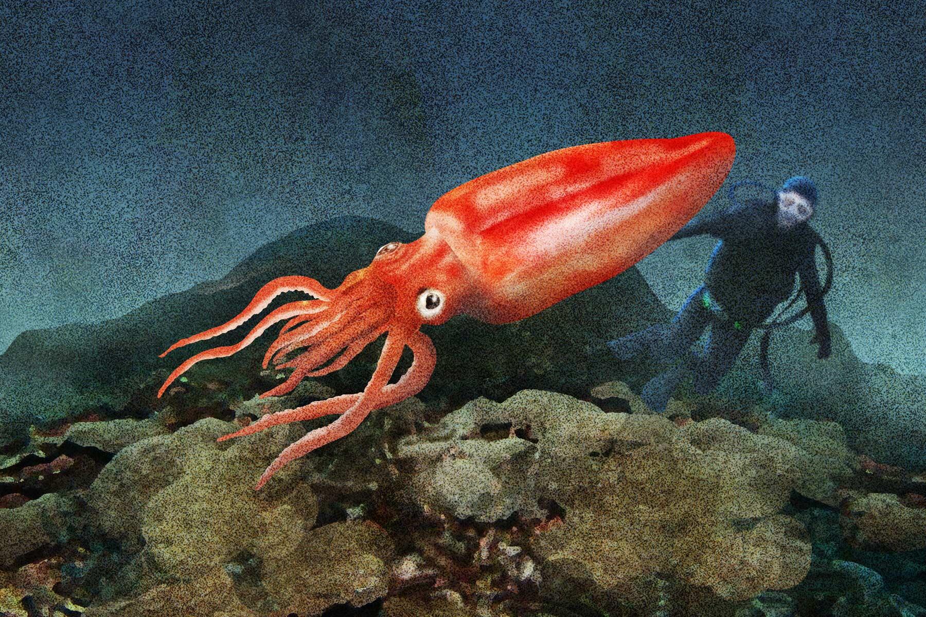 怪魚の食卓「食用最大のイカ」