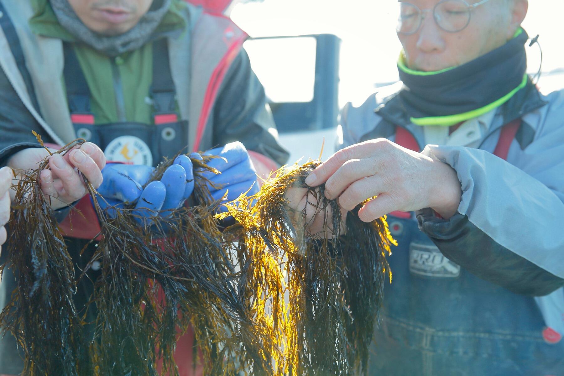 わかめを持つ男性