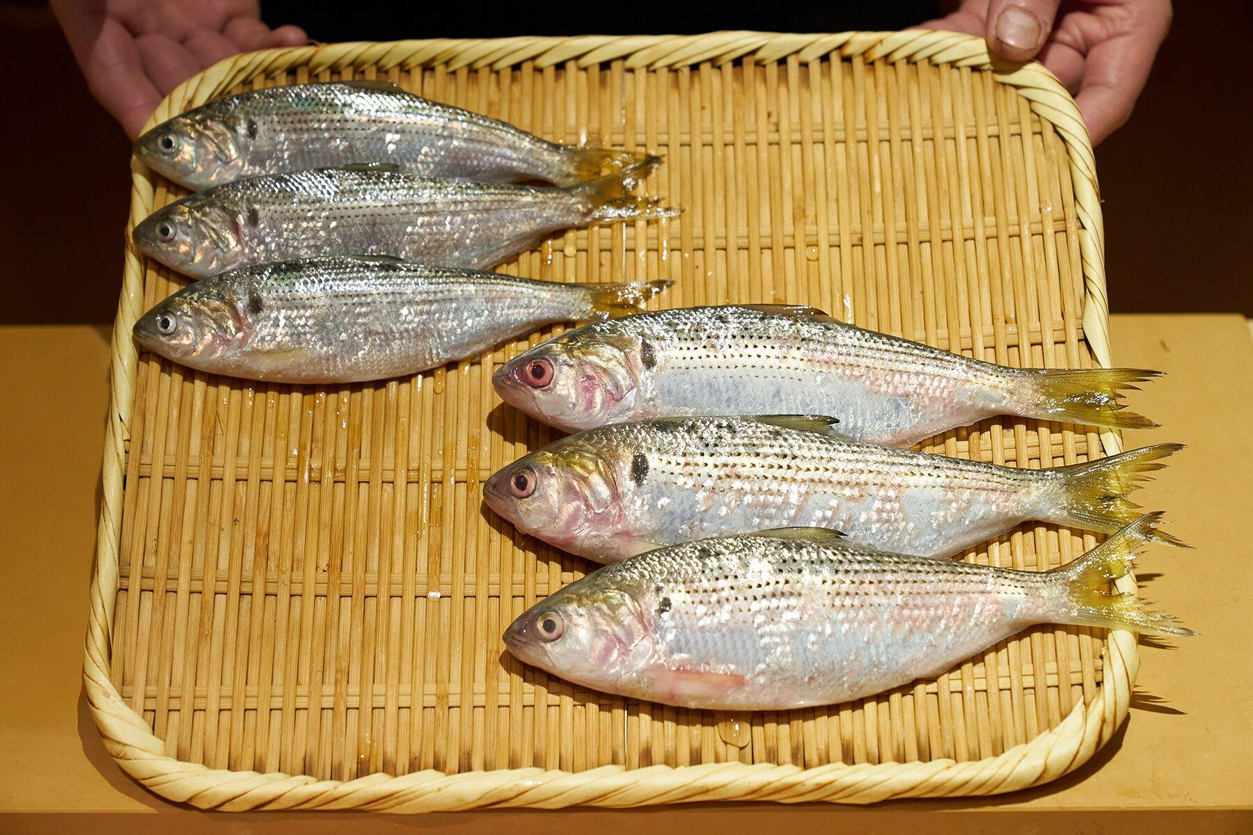 小肌は出世魚だが......｜鮨好きはなぜ小肌を愛するのか？④ | 鮨好き