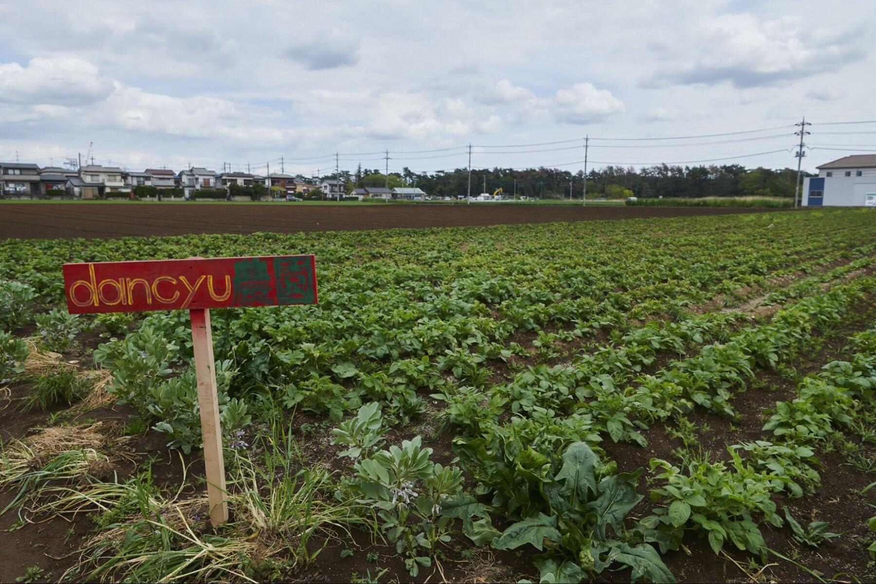 dancyu農園