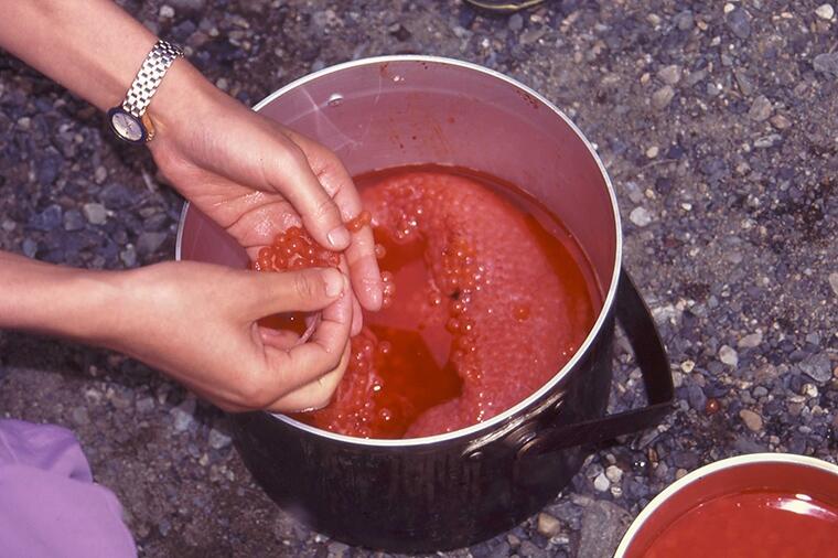 キングサーモンのいくら