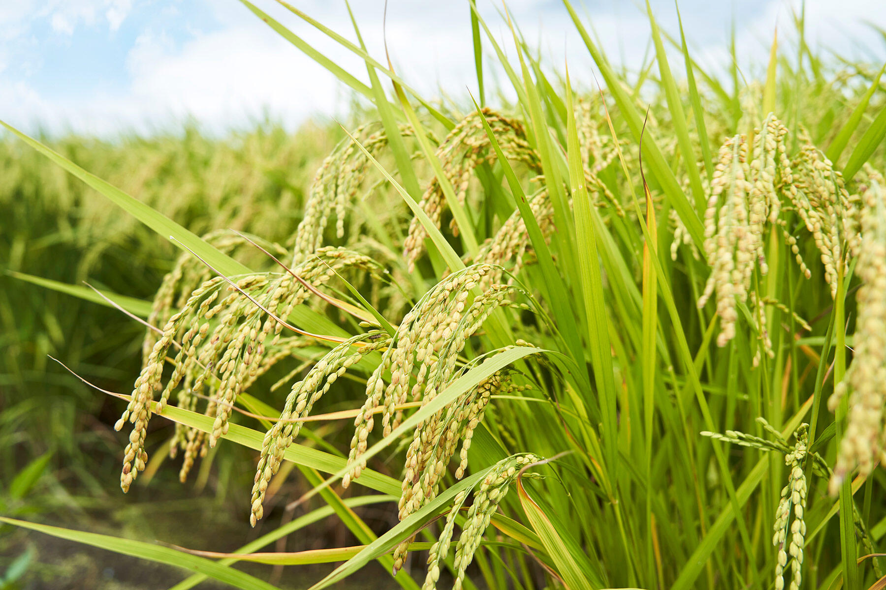 稲穂