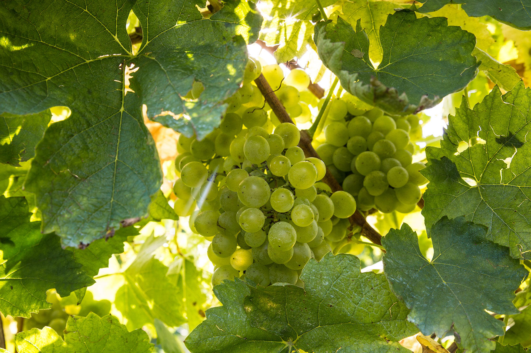 グレーラ産ブドウ