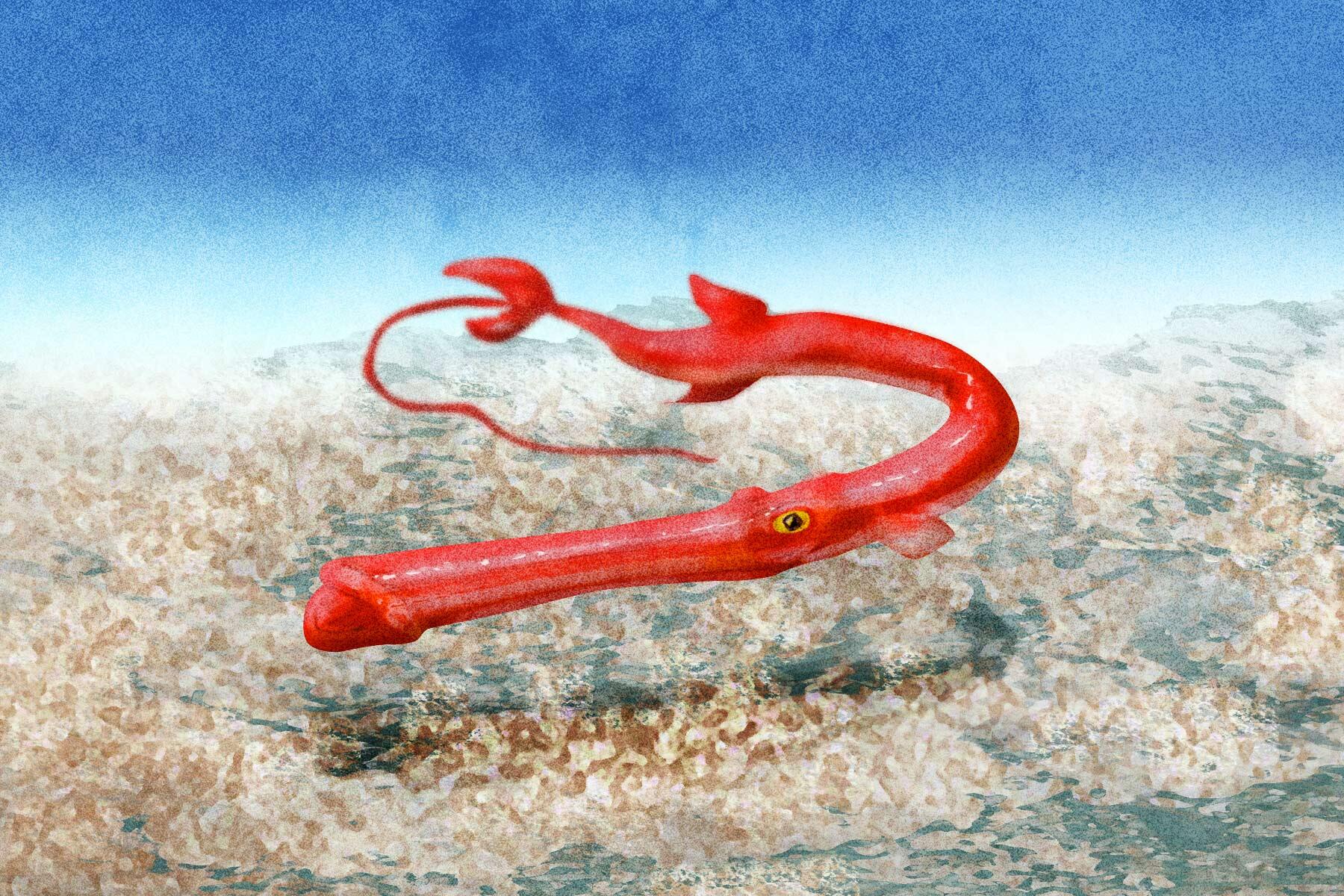 めったにみかけることのない超高級魚