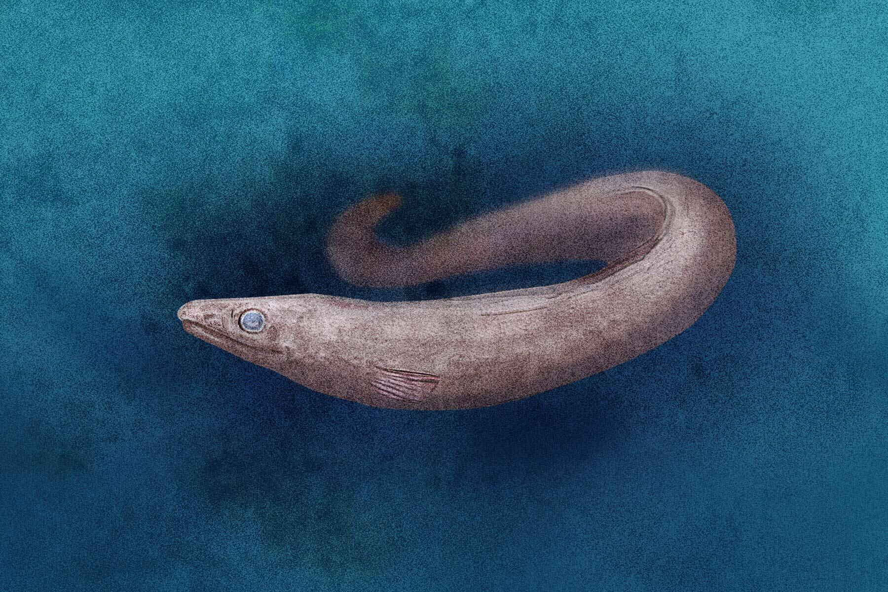 実はよく食べている!?凶暴なアナゴ?