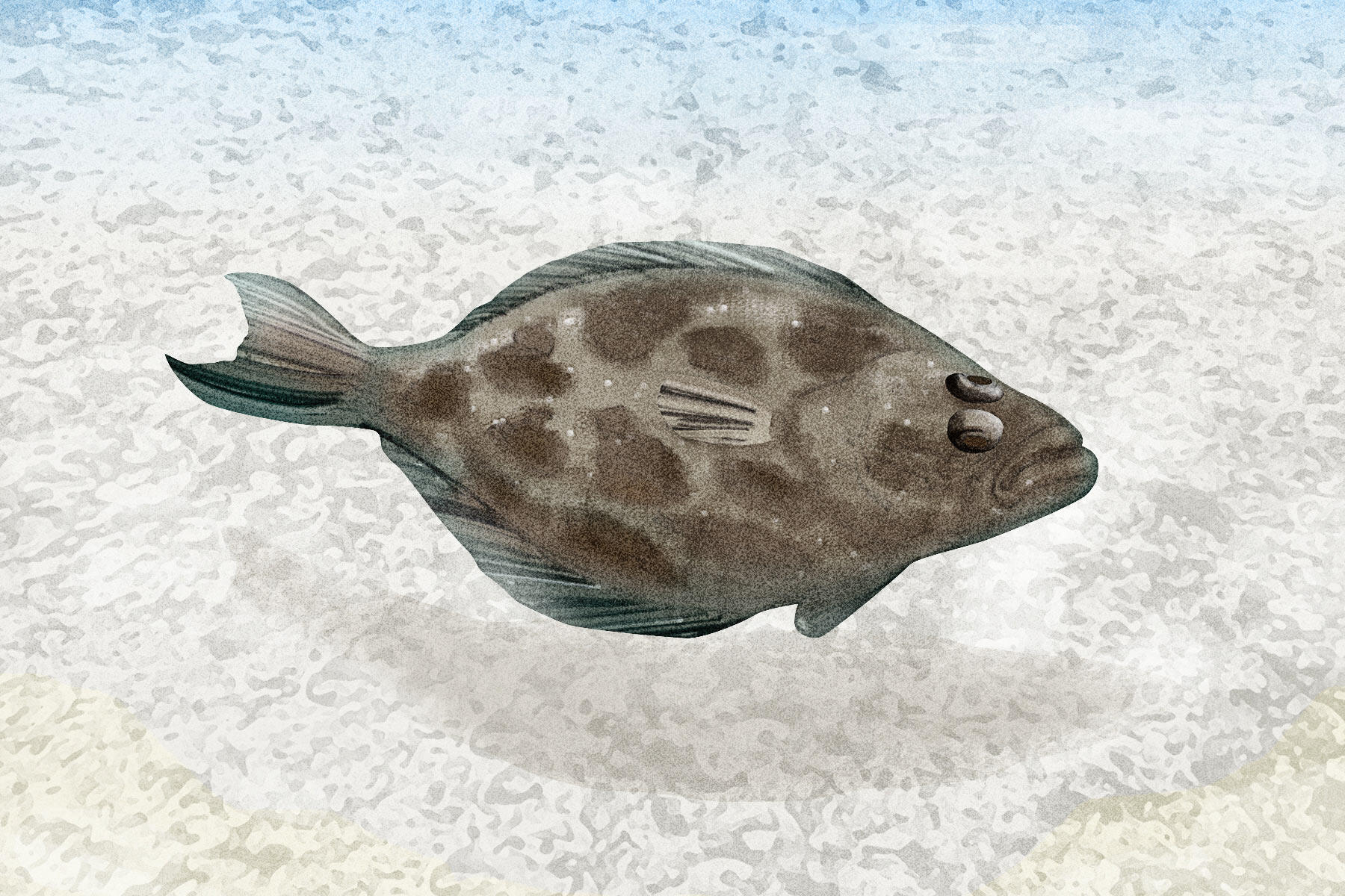 拳銃で仕留めることもある大魚