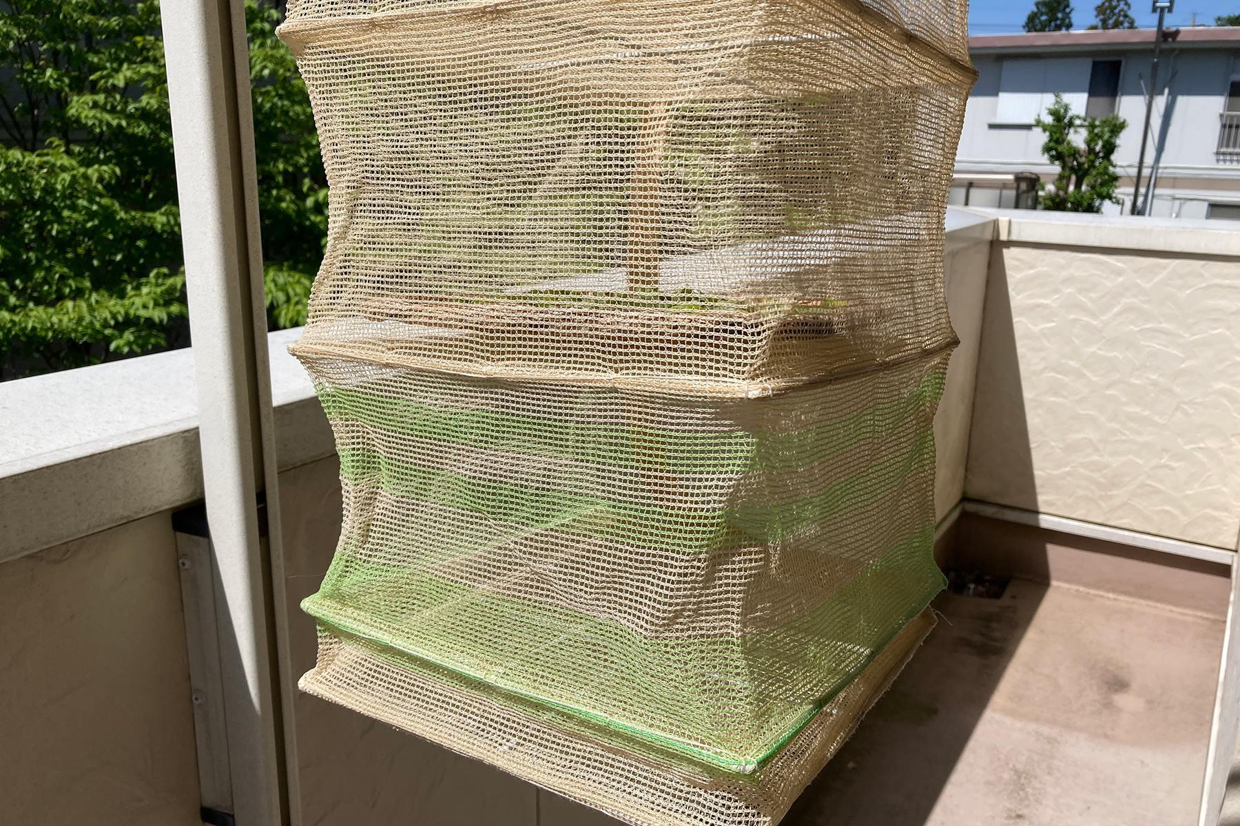 そら豆を乾かす