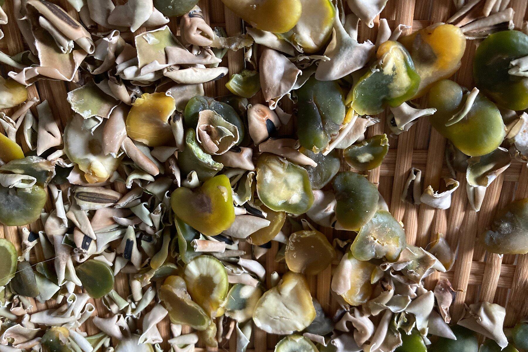 からからになったそら豆