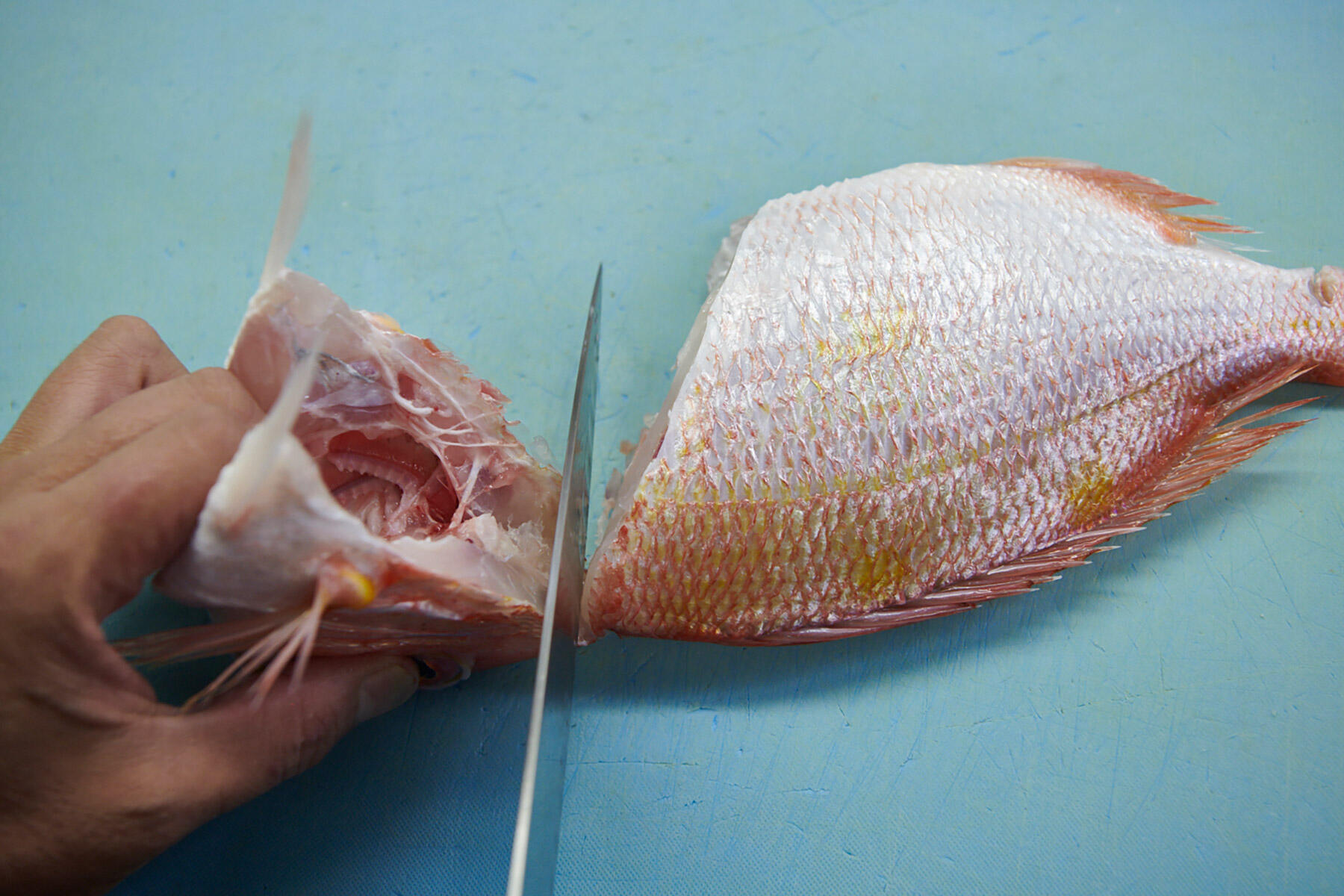 キダイを捌く