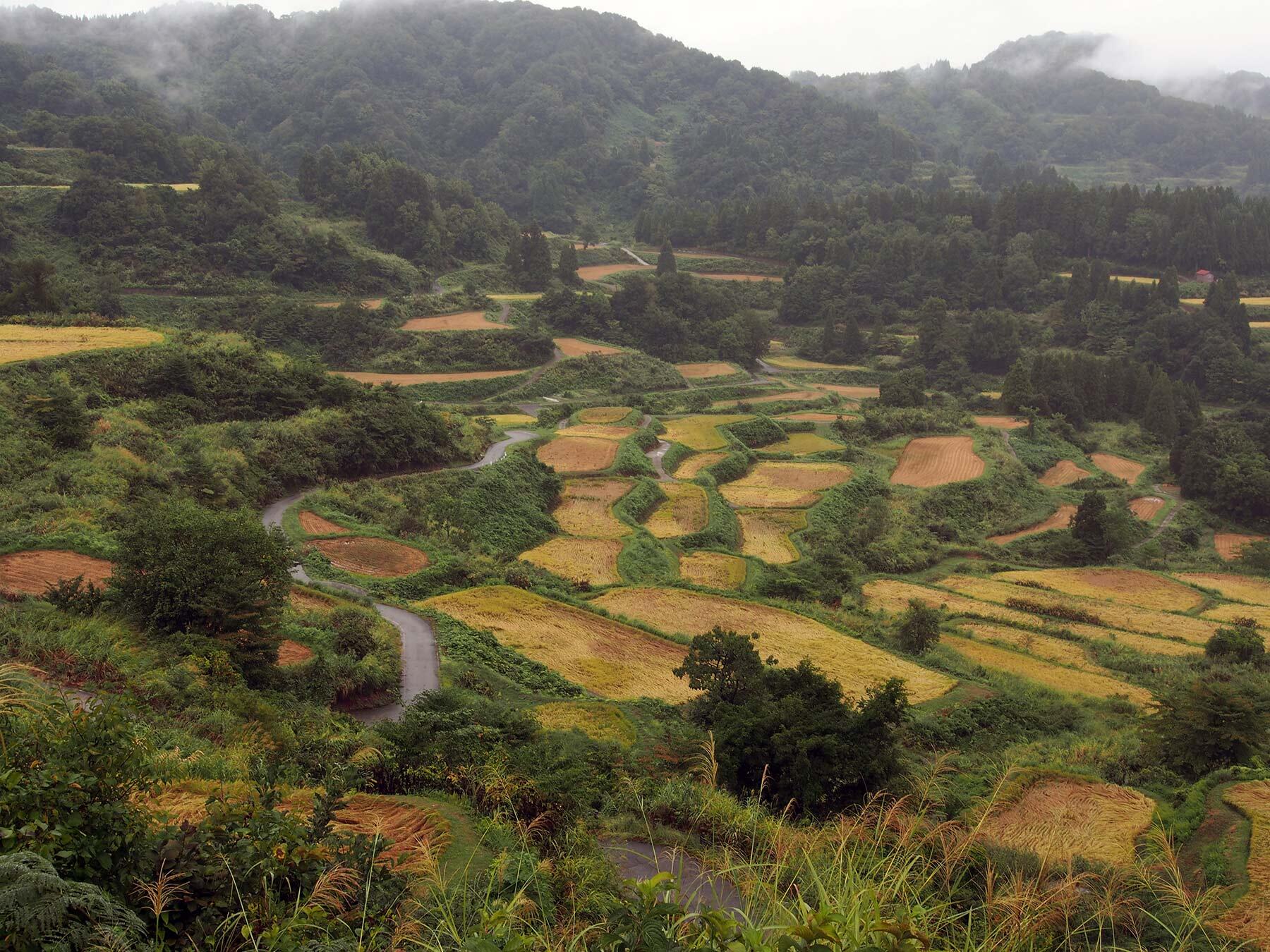 棚田