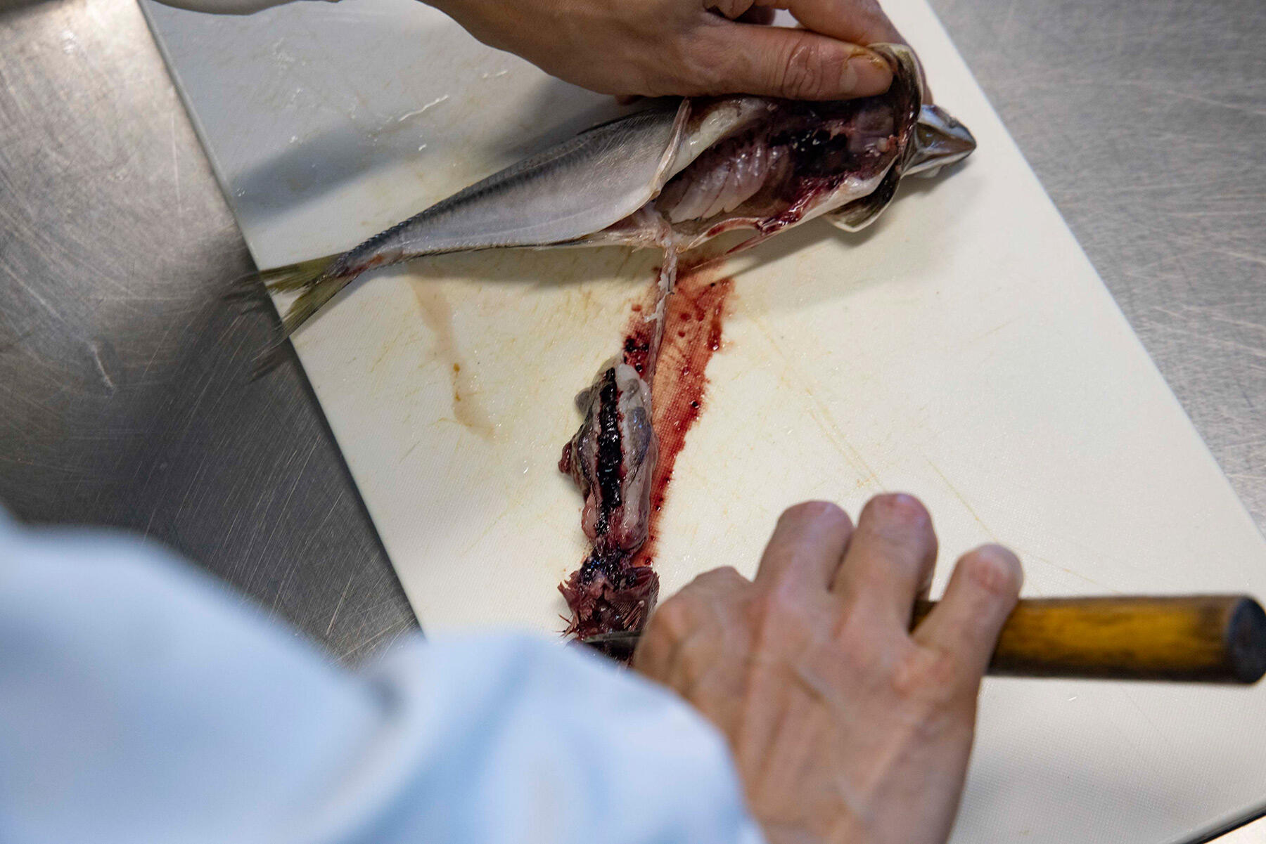 エラの下に包丁を差し入れてエラごと内臓をひっかき出す