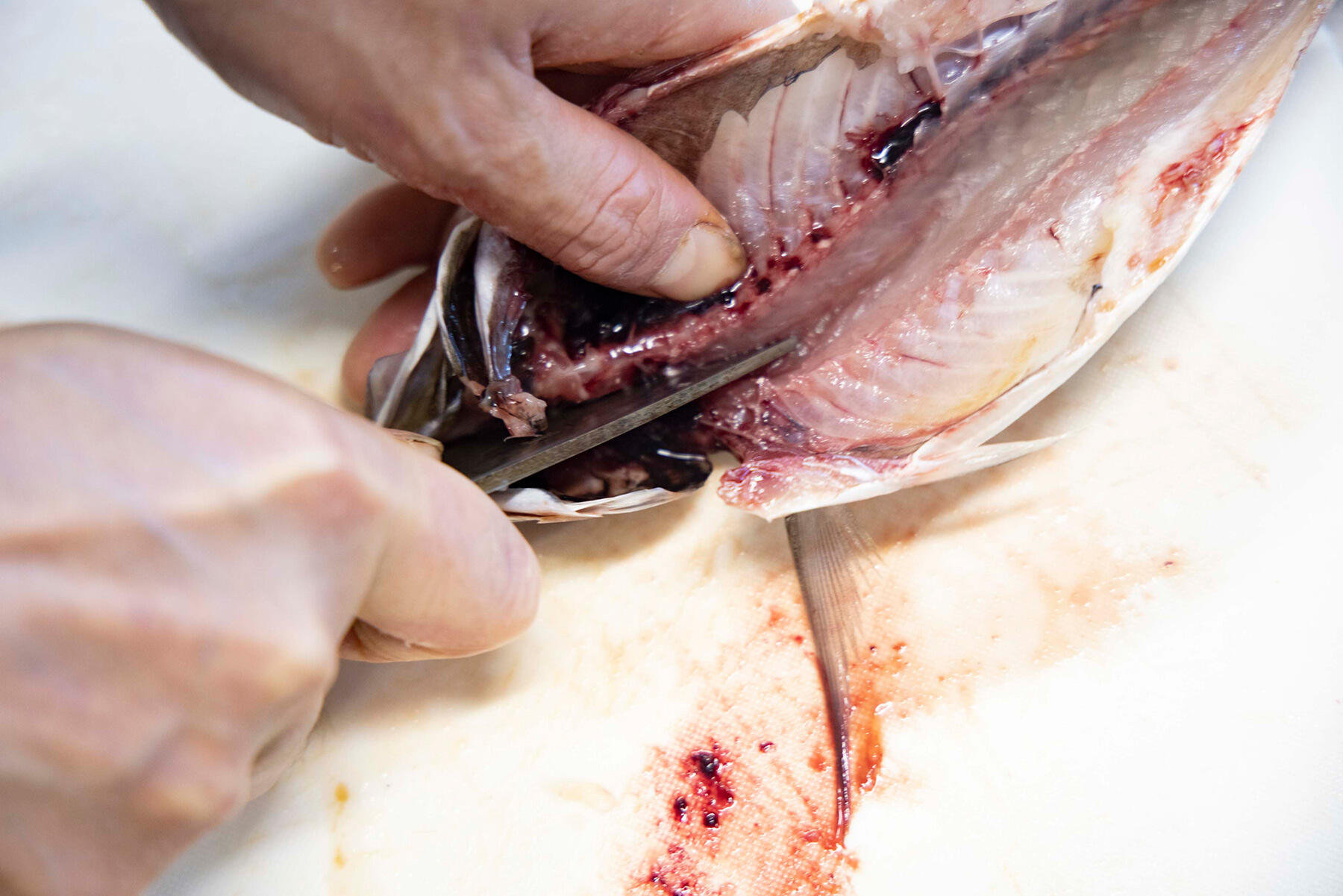魚の上下をひっくり返して頭を手前にし、包丁の刃元で頭を開く