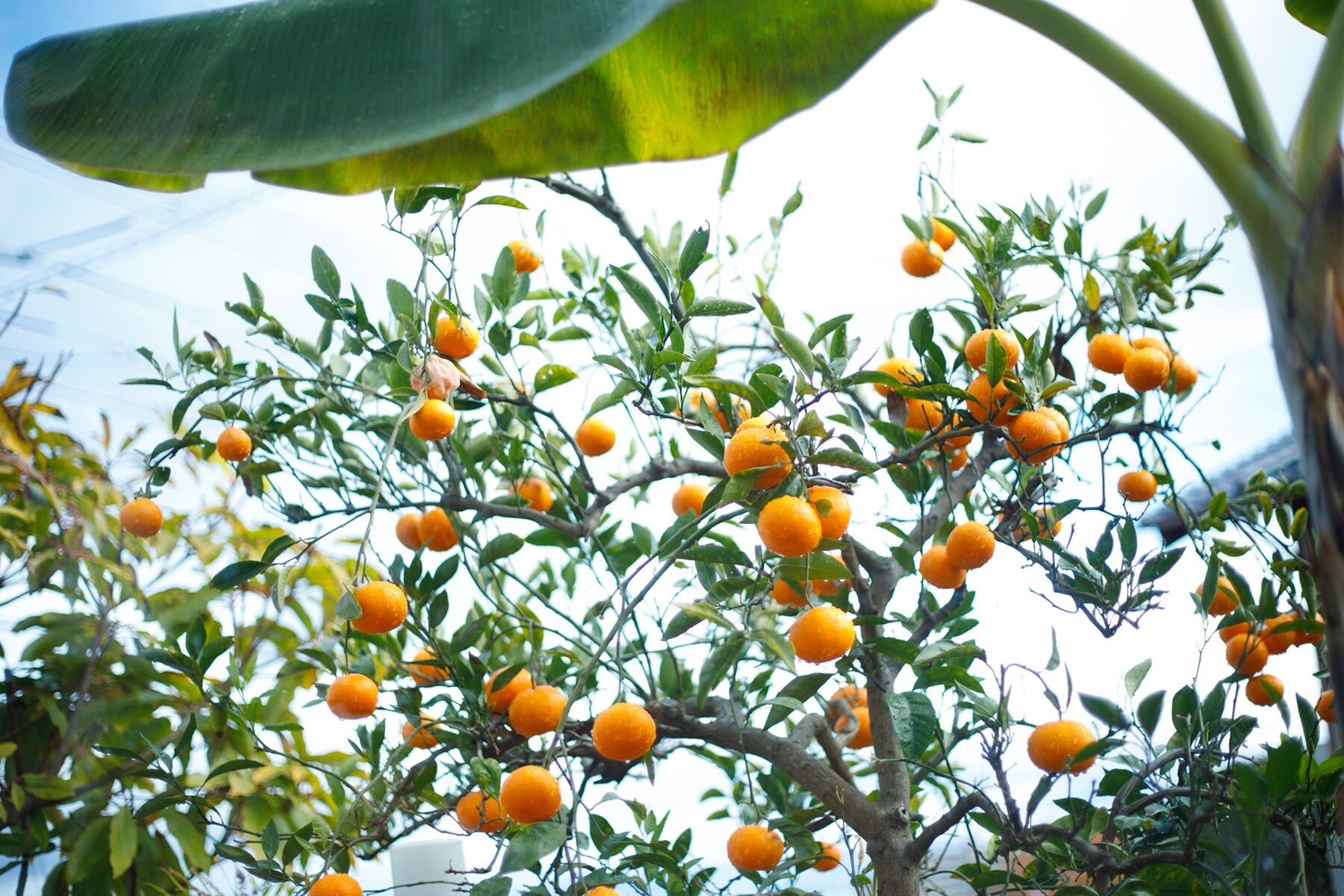 ミカンの木