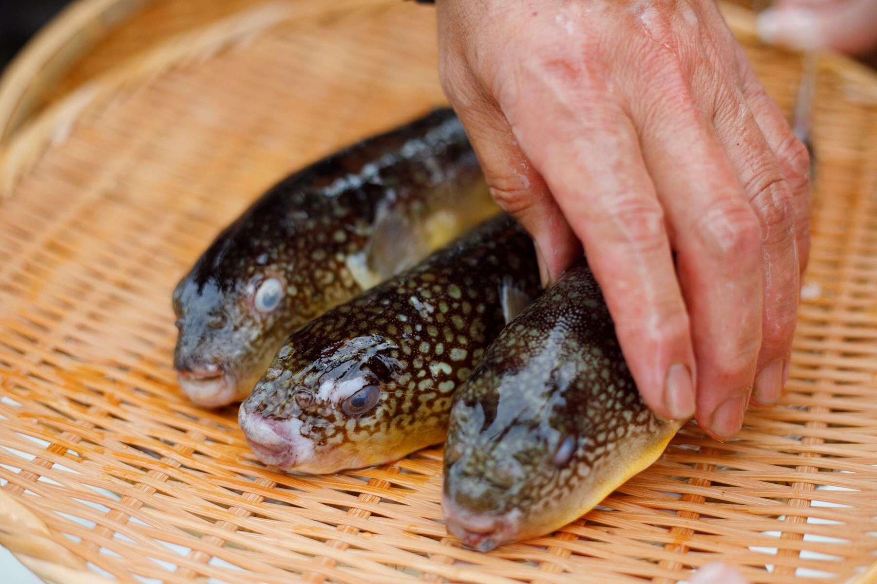 ショウサイフグ