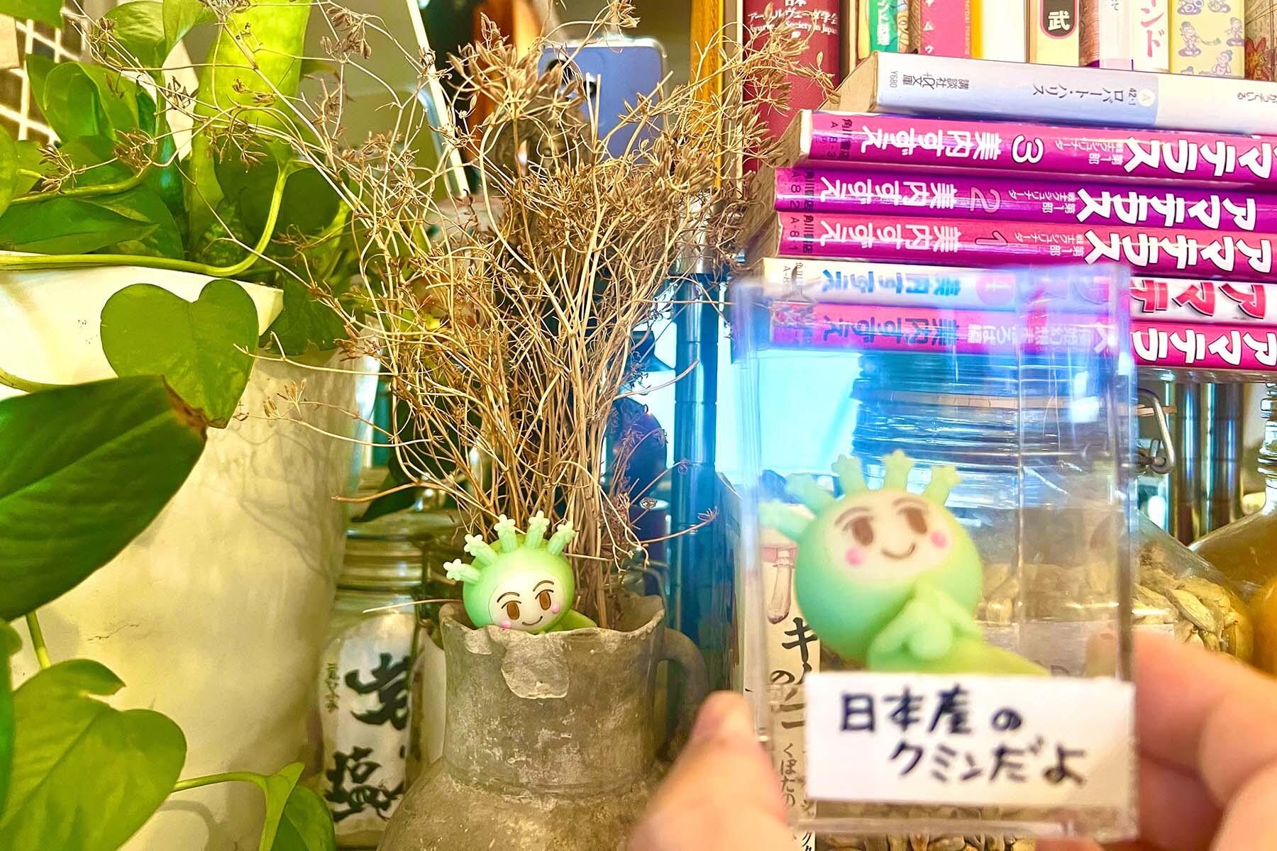 自家栽培クミン