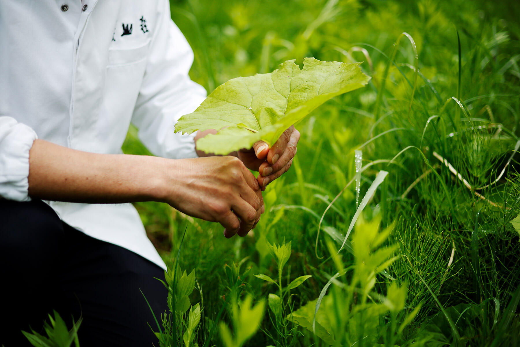 パーマカルチャーの山野草ファーム
