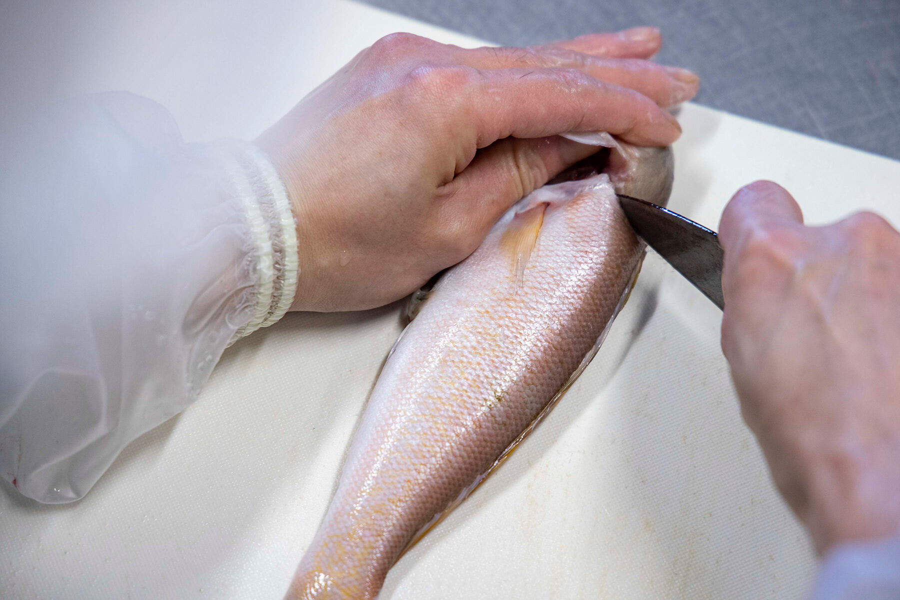 首から尾まで切り目を入れる