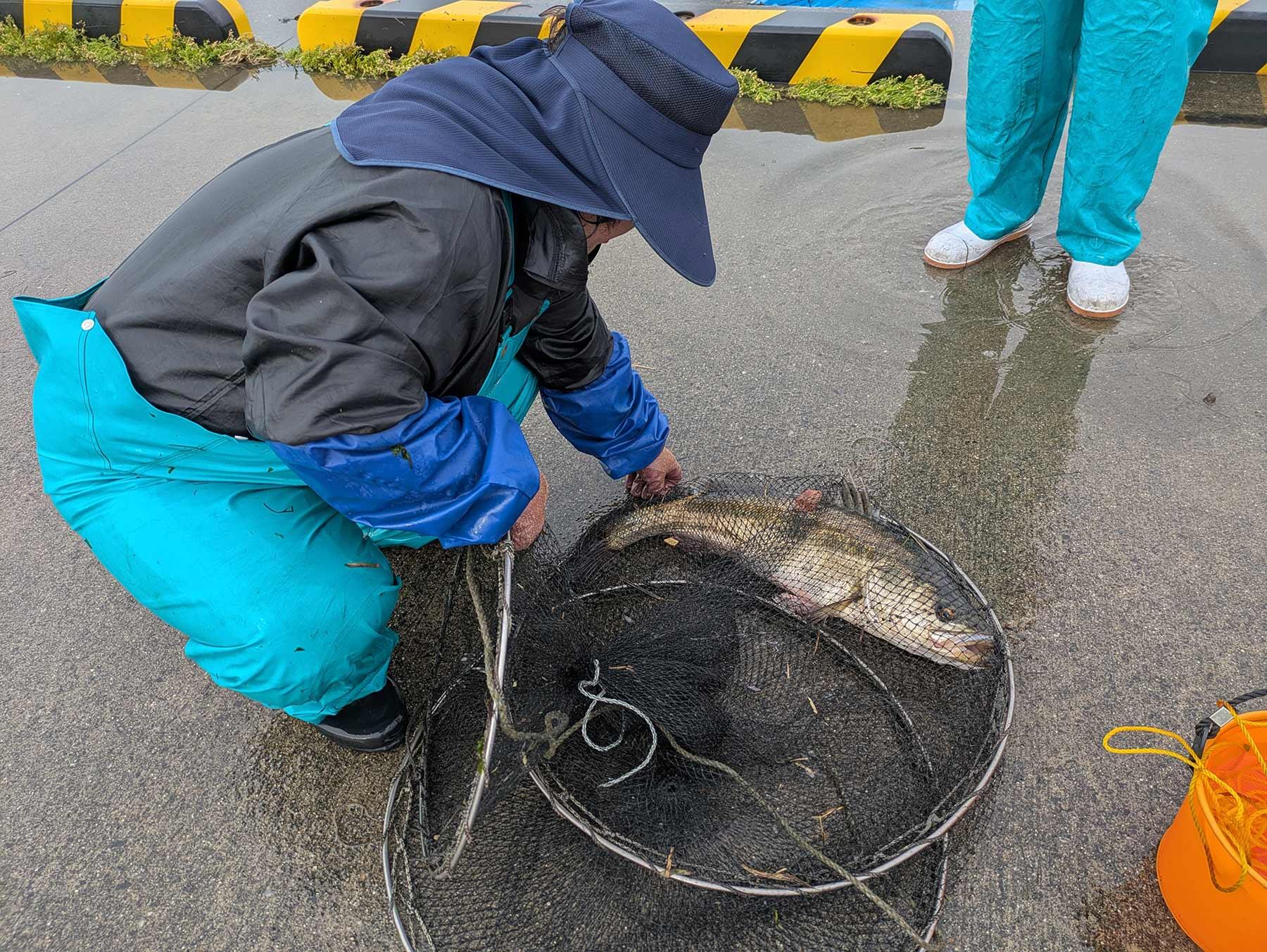大宮冬洋の干物日記