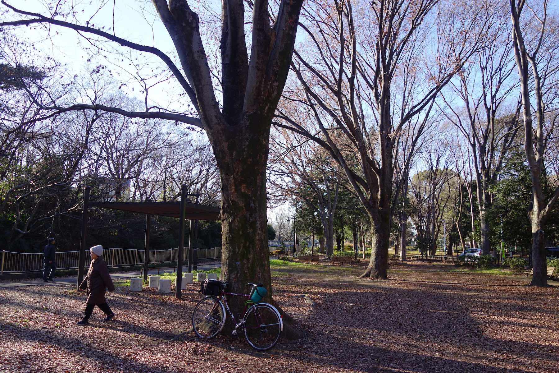 落ち葉の絨毯を見ると、芋を焼きたくなるのは日本人だけなんですかね？